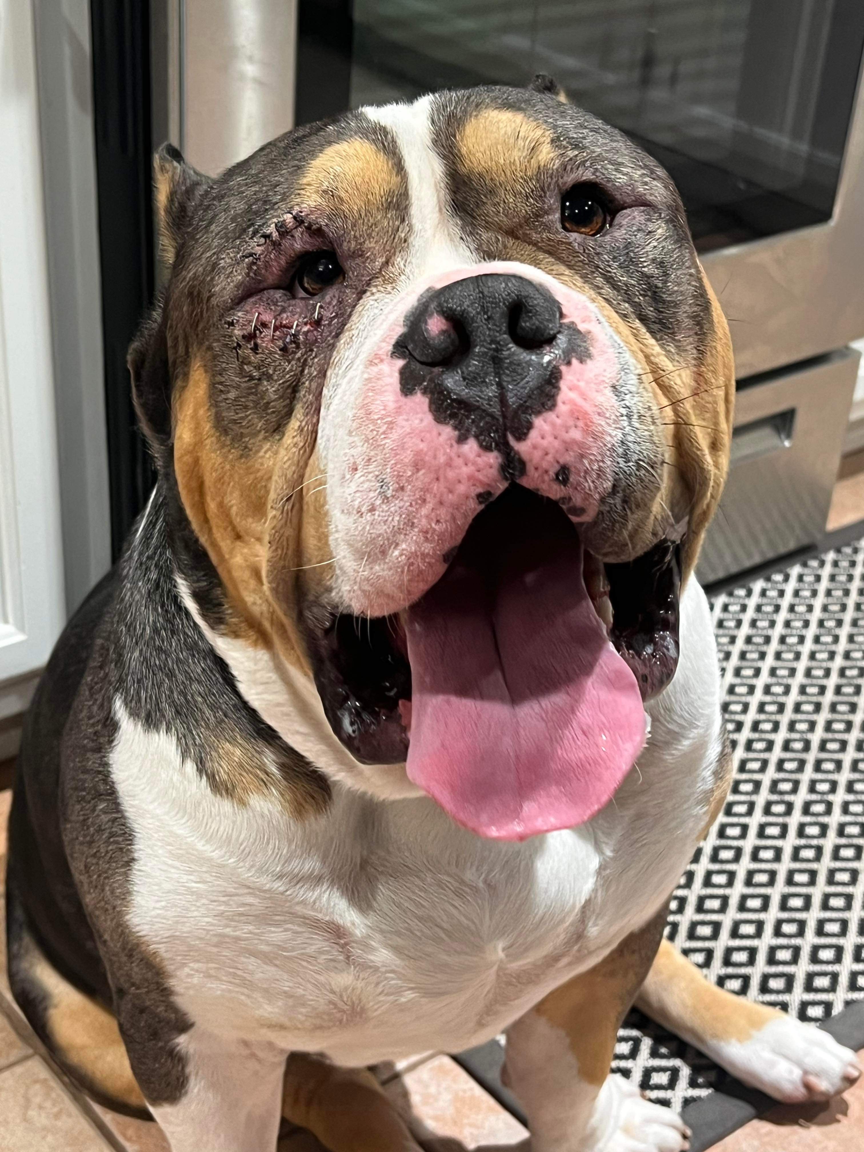 Mieko, adoptable, Adult Male American Bully.