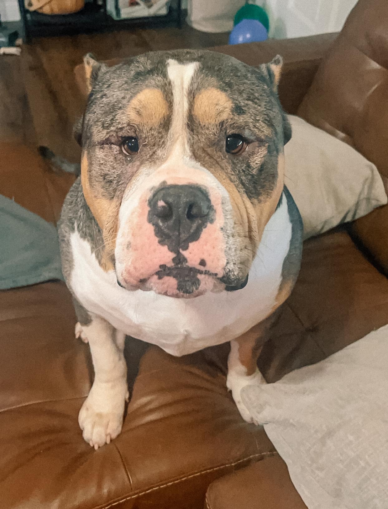 Enlarge Mieko, an adoptable American Bully in Tulsa, OK image 2/6