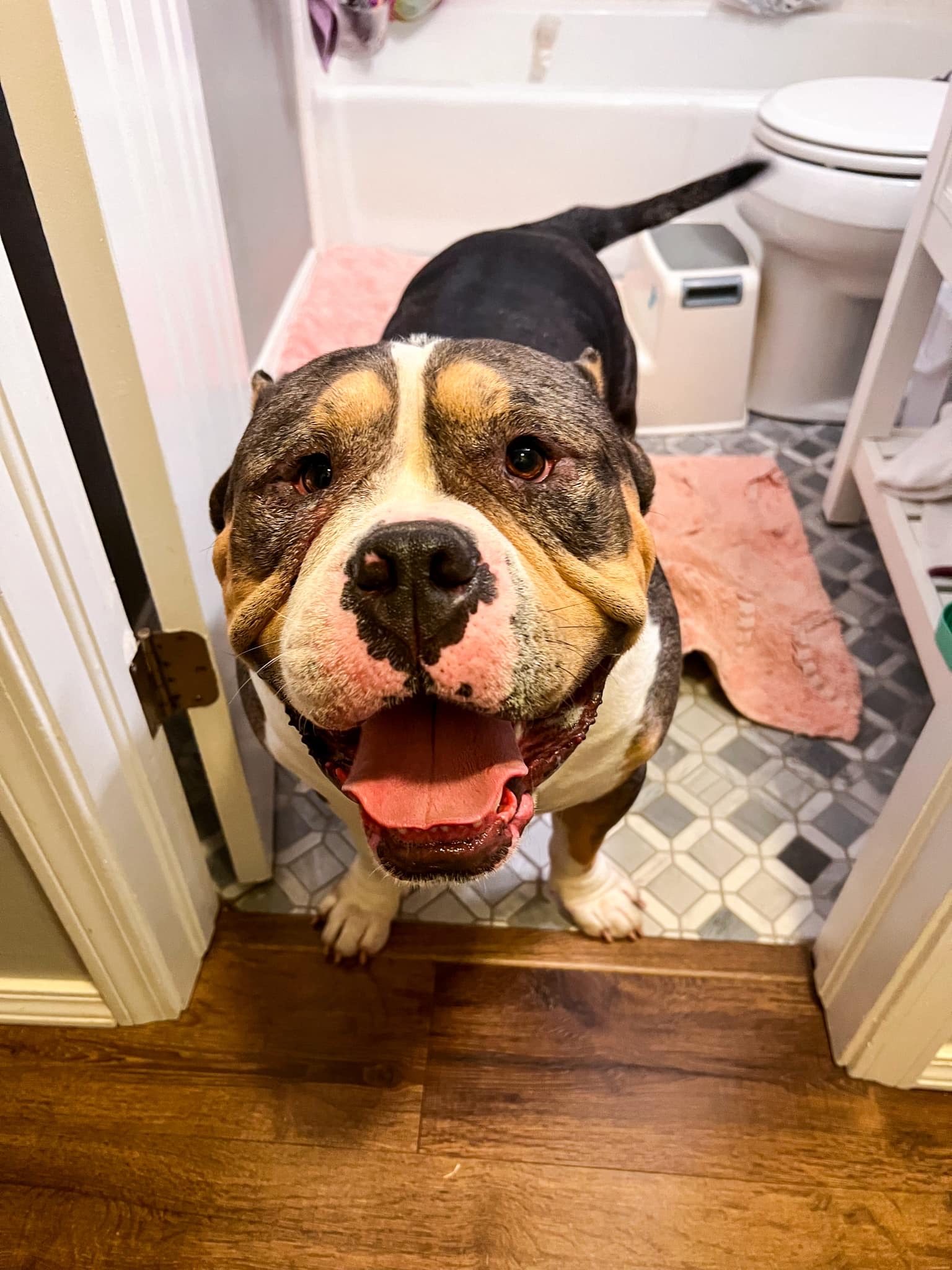 Enlarge Mieko, an adoptable American Bully in Tulsa, OK image 3/6