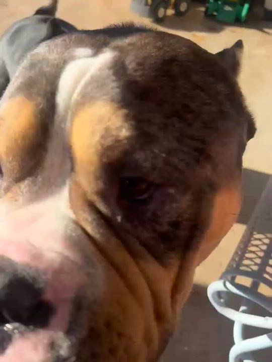 Enlarge Mieko, an adoptable American Bully in Tulsa, OK video 6/6