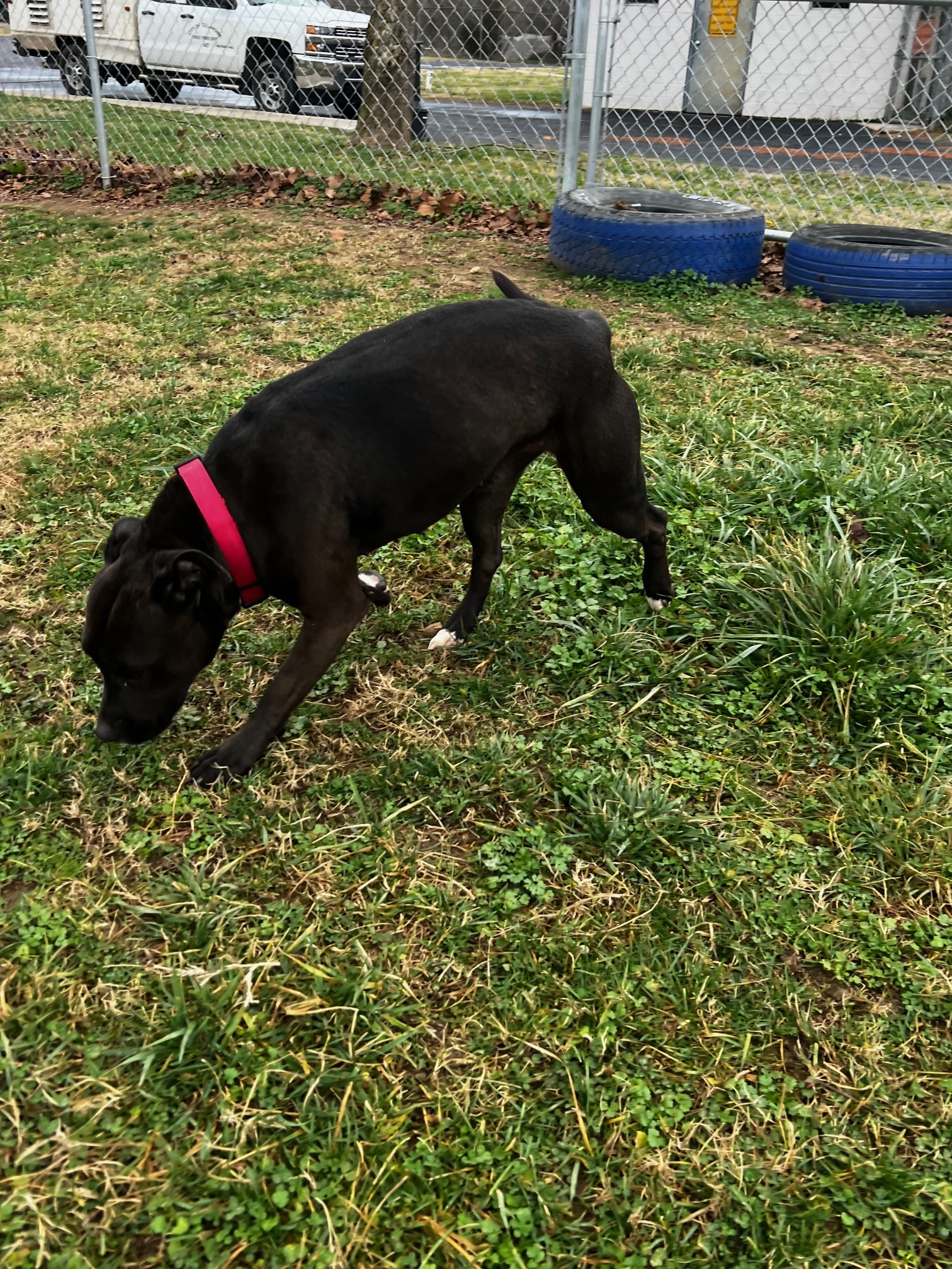 Enlarge Mary, a Adoptable American Staffordshire Terrier in Tullahoma, TN image 8/12