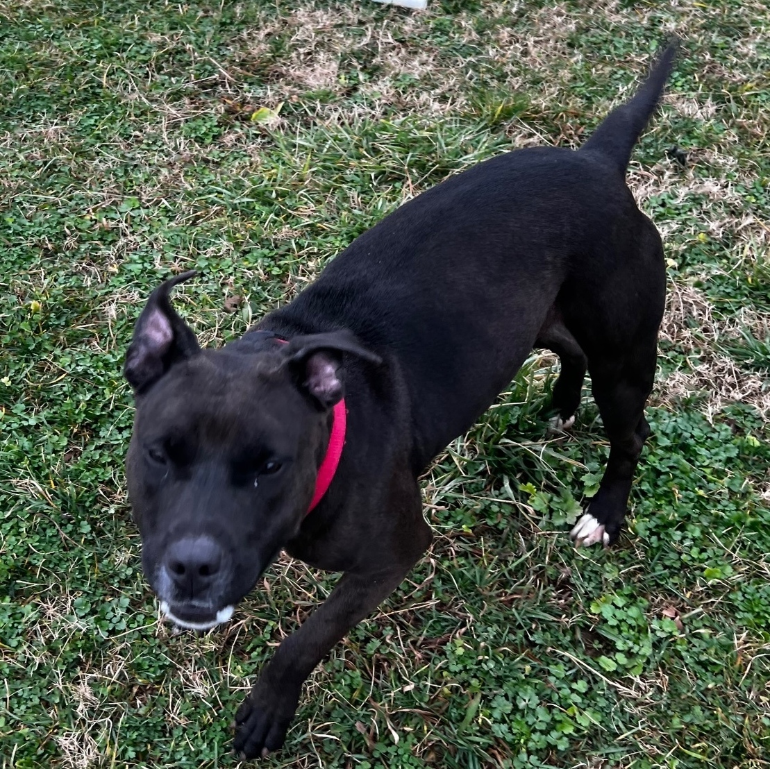 Mary, a Adoptable American Staffordshire Terrier in Tullahoma, TN image 1/12