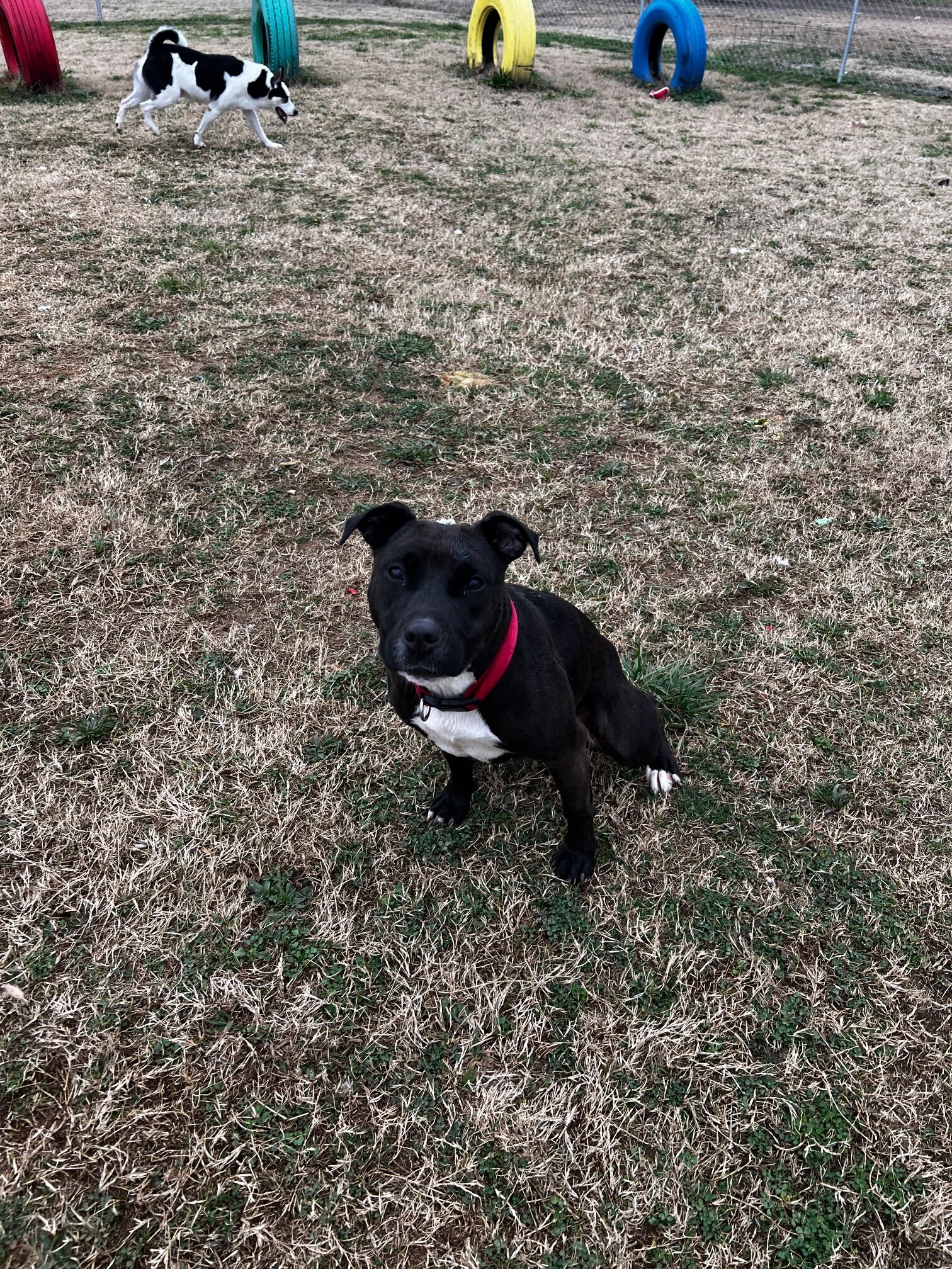 Enlarge Mary, a Adoptable American Staffordshire Terrier in Tullahoma, TN image 9/12