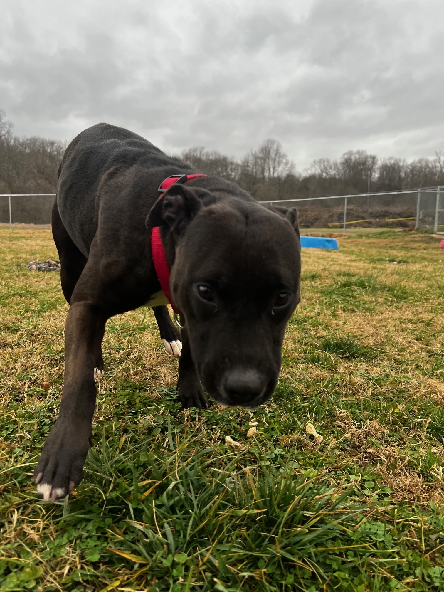 Enlarge Mary, a Adoptable American Staffordshire Terrier in Tullahoma, TN image 10/12