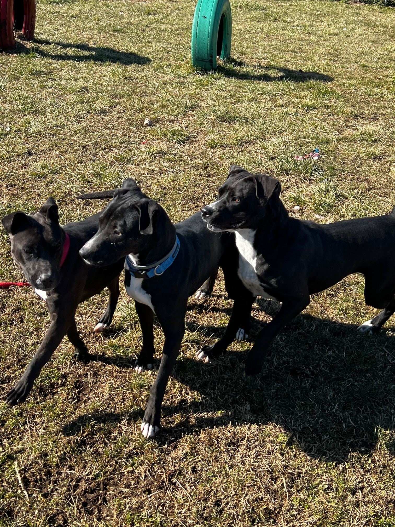 Enlarge Mary, a Adoptable American Staffordshire Terrier in Tullahoma, TN image 11/12