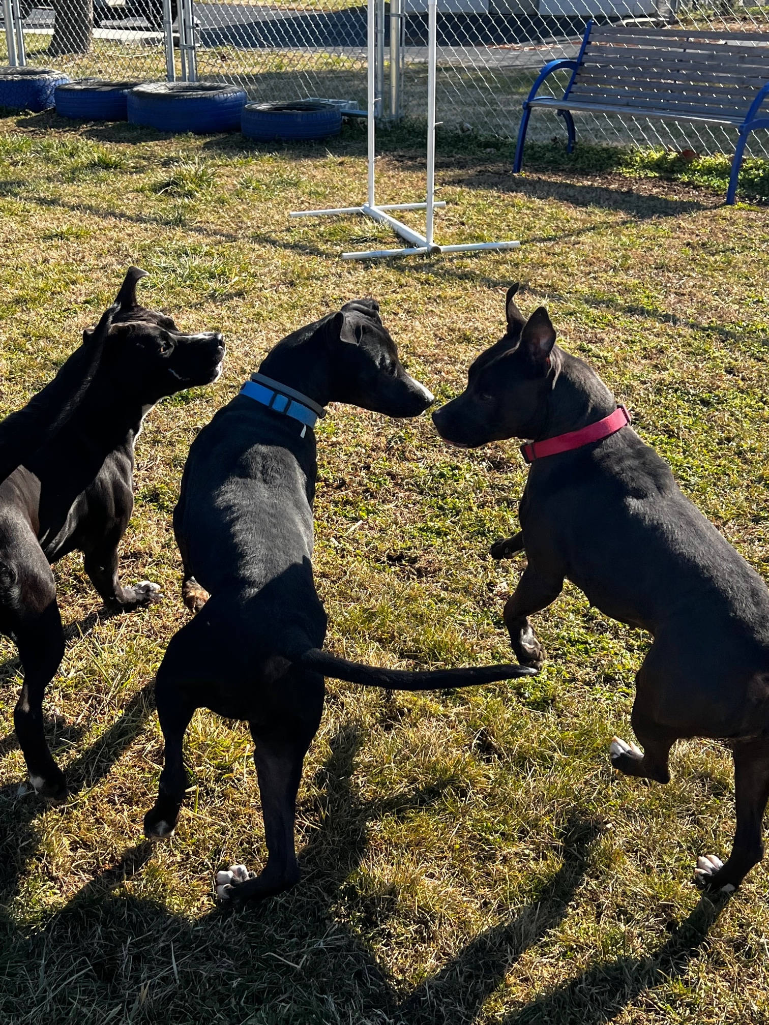 Enlarge Mary, a Adoptable American Staffordshire Terrier in Tullahoma, TN image 12/12