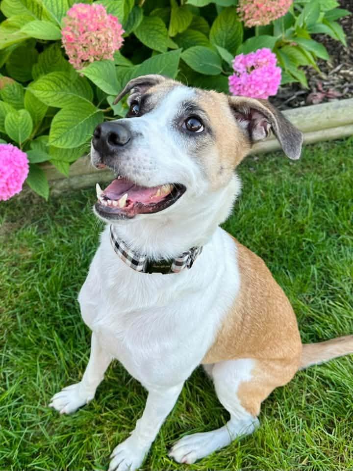 Destiny Rae, Adoptable, Adult Female Shepherd.