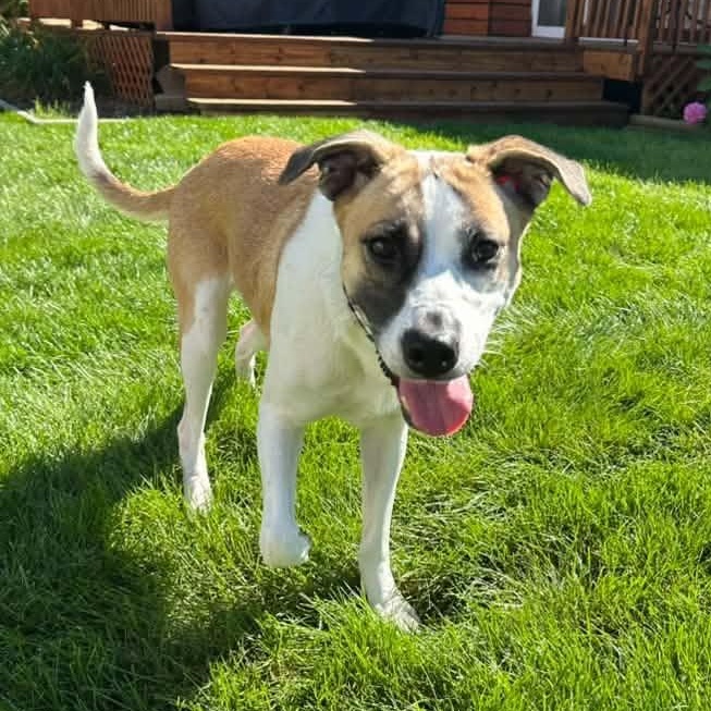 Enlarge Destiny Rae, a Adoptable mixed breed in Racine, WI image 2/4