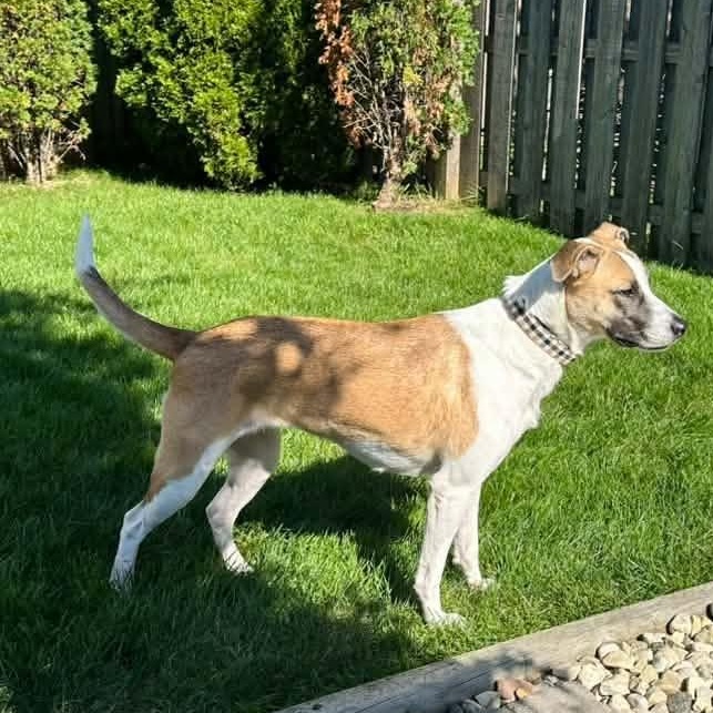 Enlarge Destiny Rae, a Adoptable mixed breed in Racine, WI image 4/4