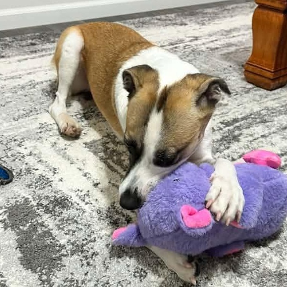 Enlarge Destiny Rae, a Adoptable mixed breed in Racine, WI image 3/4