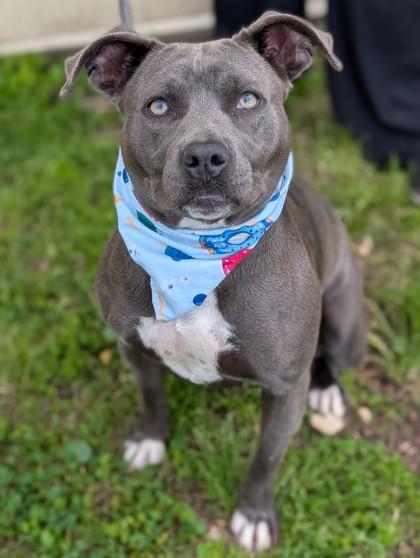 Kitanna, adopted, Young Female Mixed Breed.