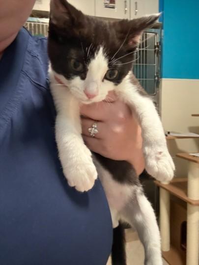 Enlarge GIMP, a Adoptable Domestic Short Hair in Olivehurst, CA image 1/1