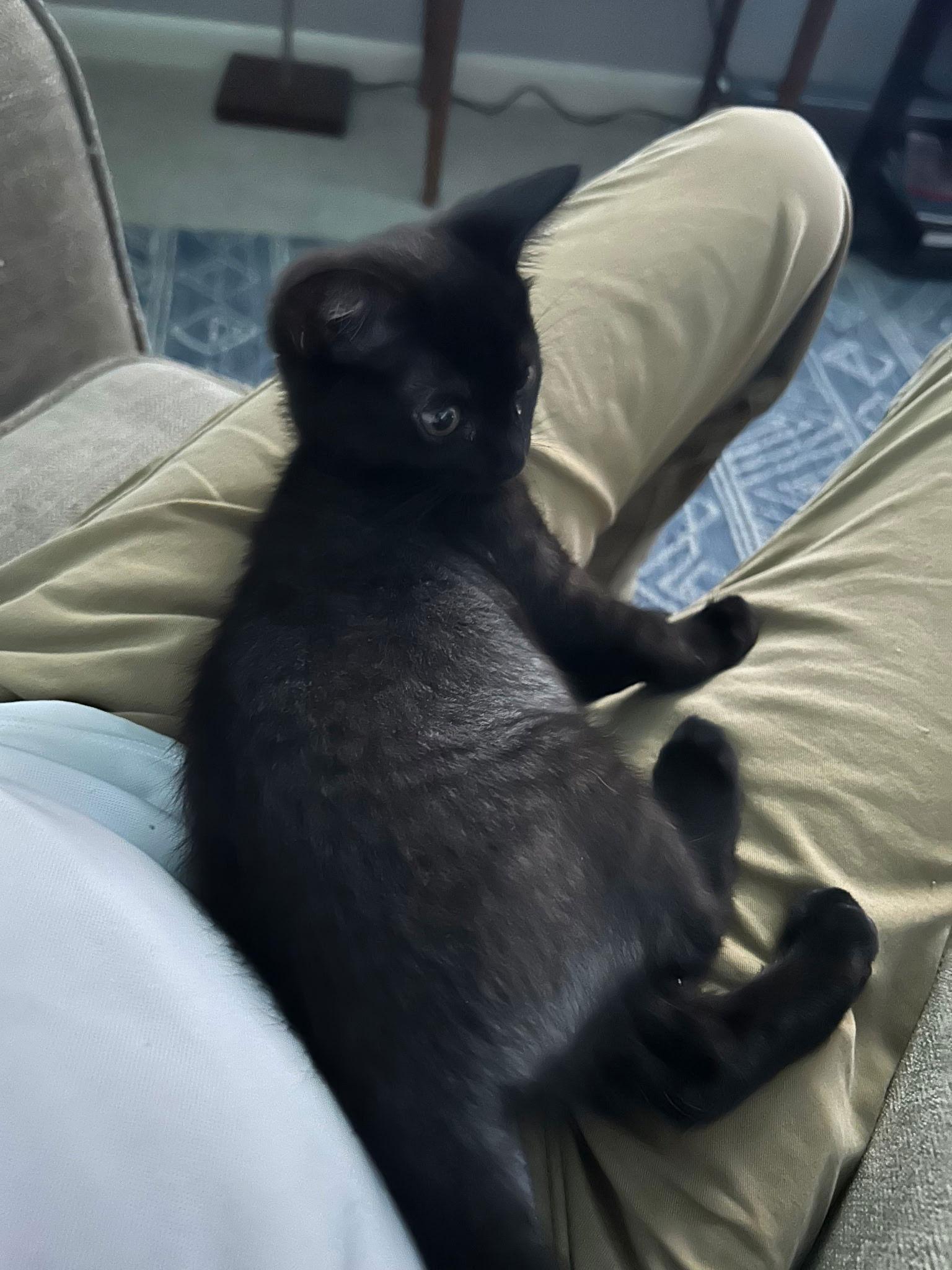 Enlarge Runt T., a Adoptable Domestic Medium Hair in Frisco, TX image 1/3