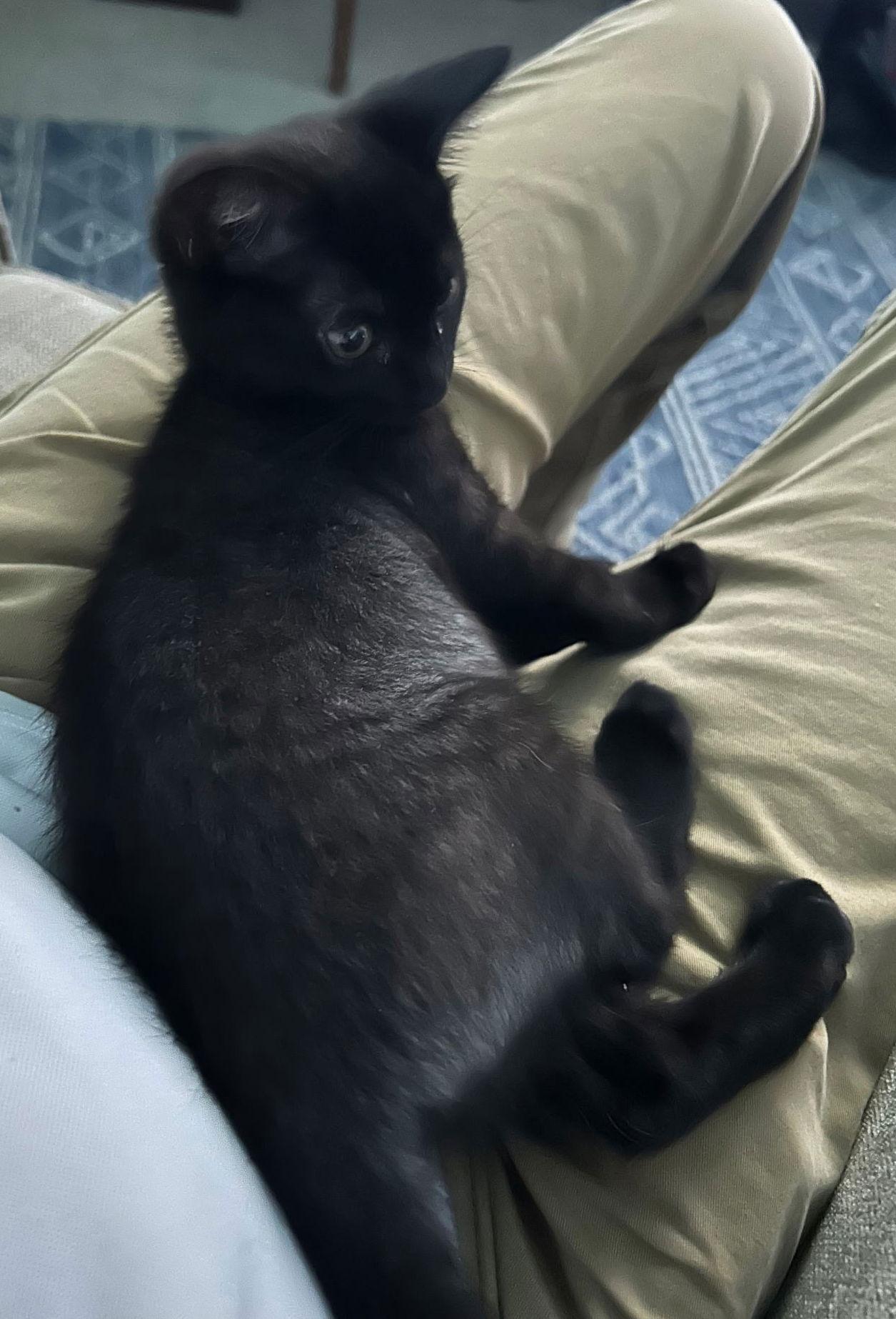 Enlarge Runt T., a Adoptable Domestic Medium Hair in Frisco, TX image 2/3