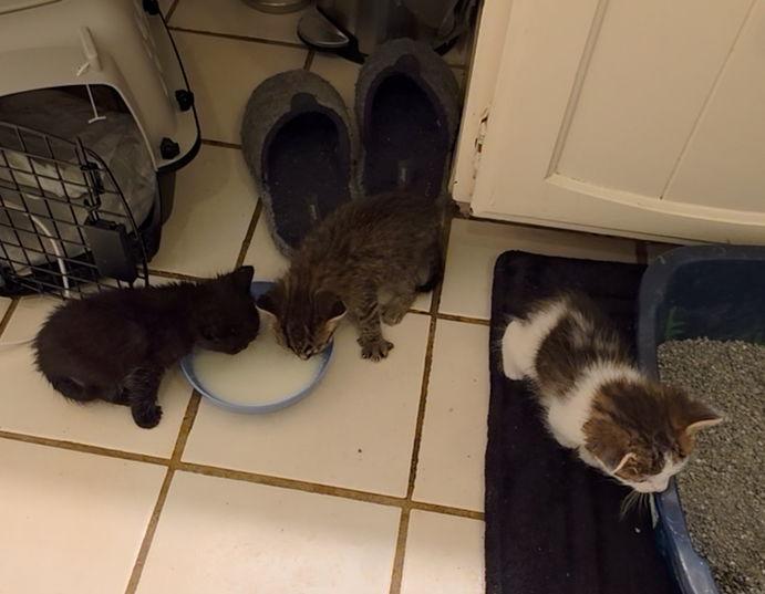 Enlarge Runt T., a Adoptable Domestic Medium Hair in Frisco, TX image 3/3