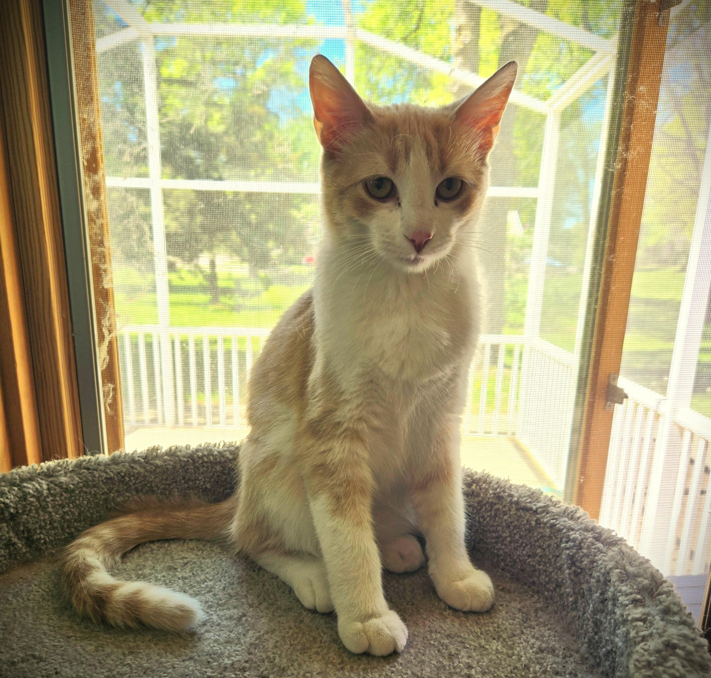 PEANUT and MAC, an adoptable American Shorthair in Mankato, MN image 4/5