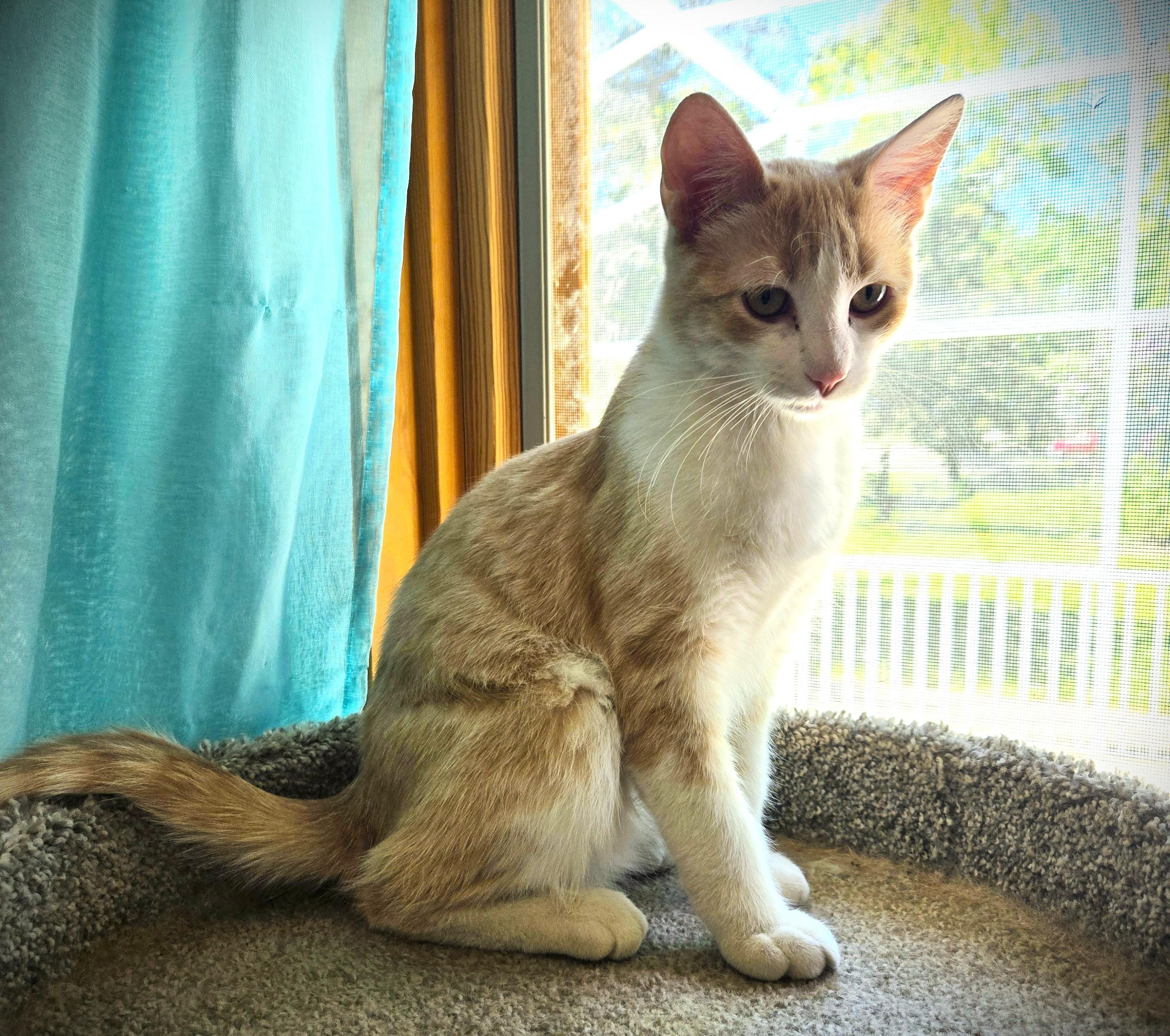 PEANUT and MAC, adoptable, Kitten Male American Shorthair.