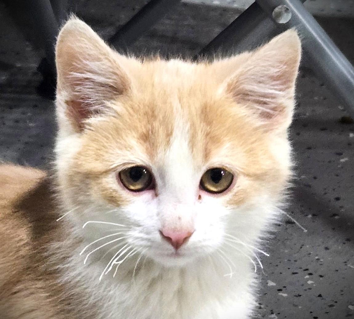 Enlarge PEANUT, a ADOPTABLE American Shorthair in Mankato, MN image 1/2