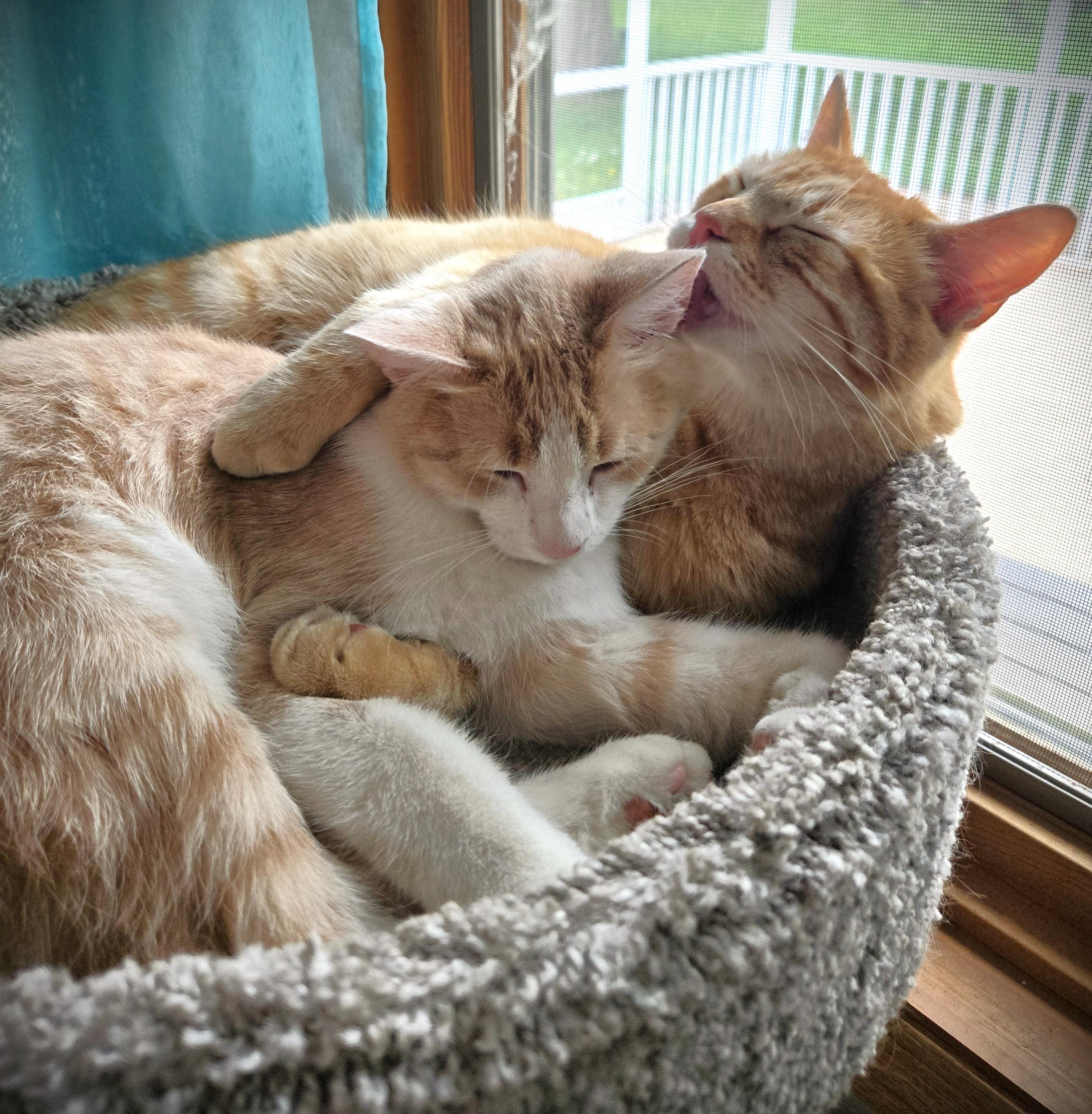 PEANUT and MAC, an adoptable American Shorthair in Mankato, MN image 2/5