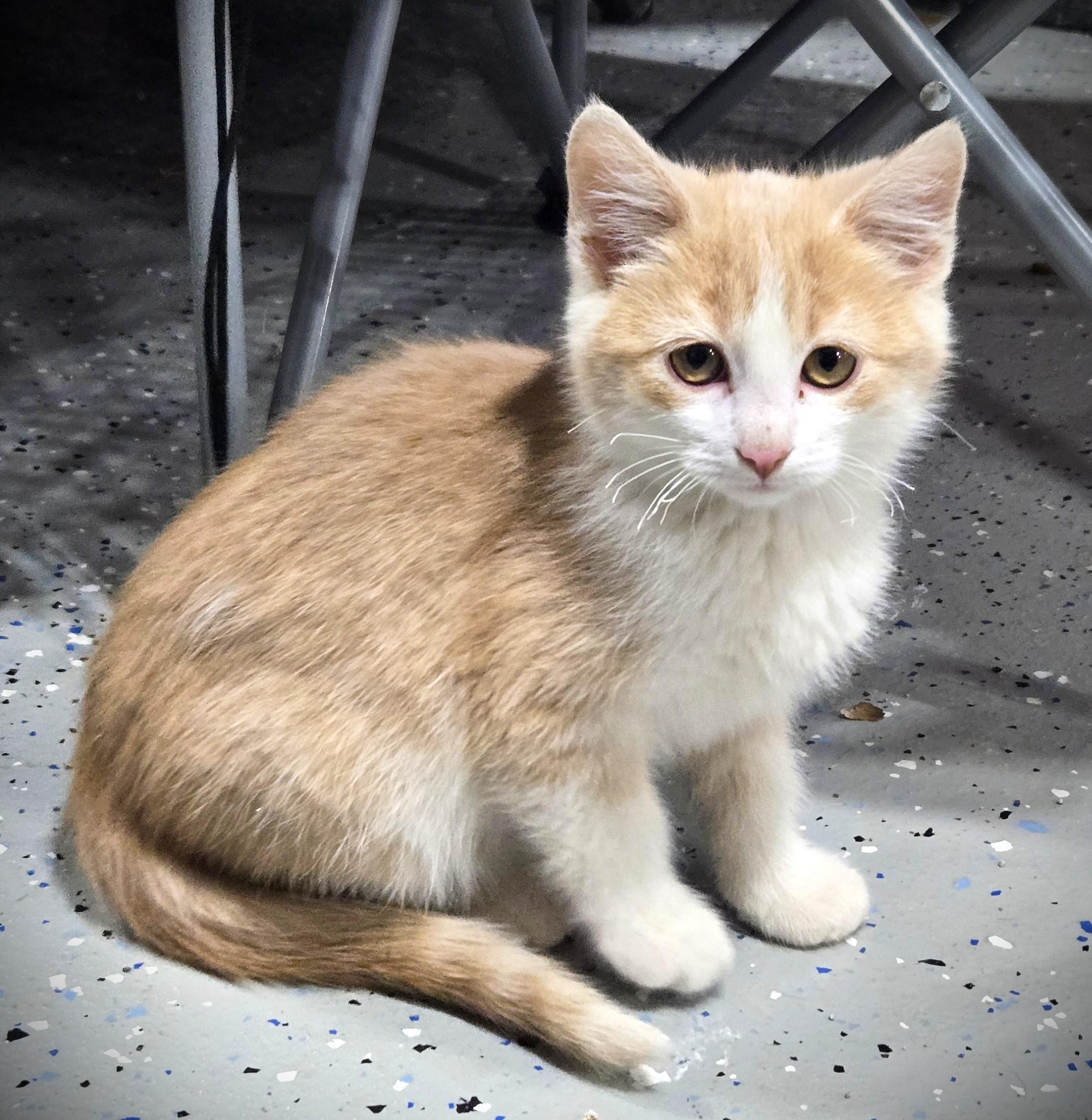 Enlarge PEANUT, a ADOPTABLE American Shorthair in Mankato, MN image 2/2