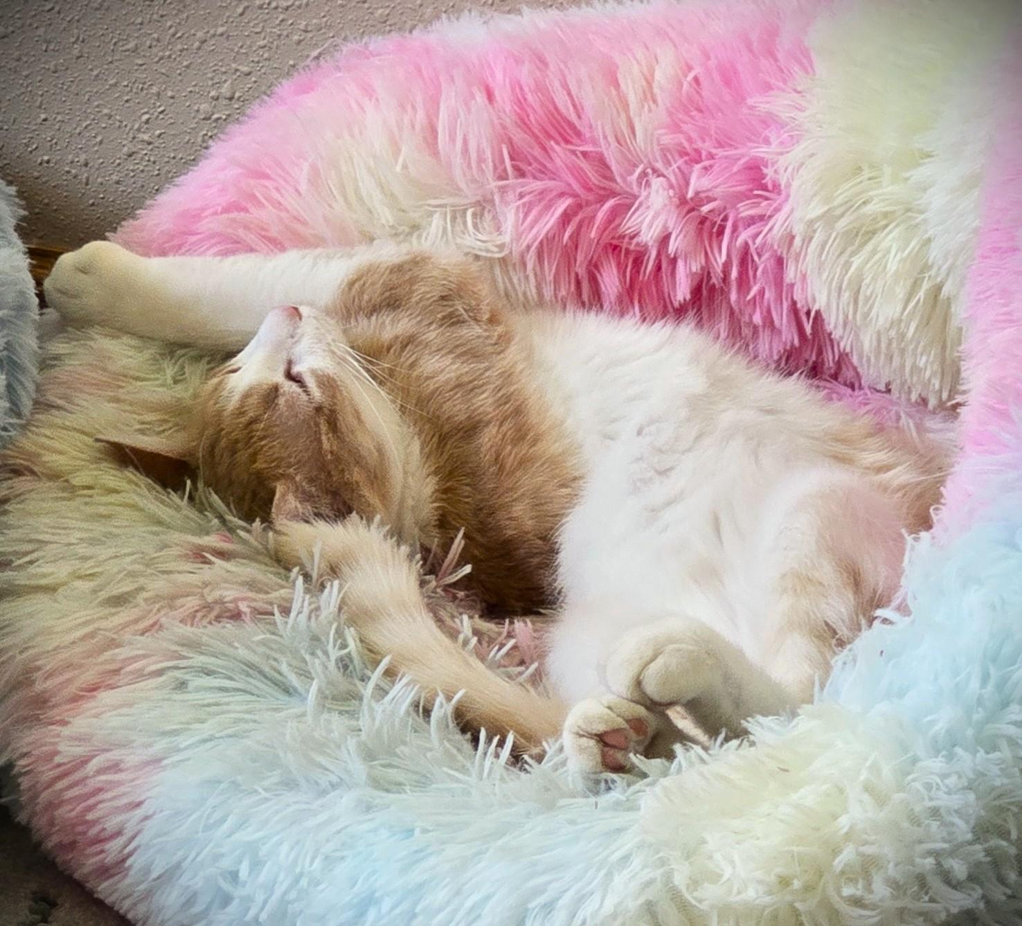 PEANUT and MAC, an adoptable American Shorthair in Mankato, MN image 3/5