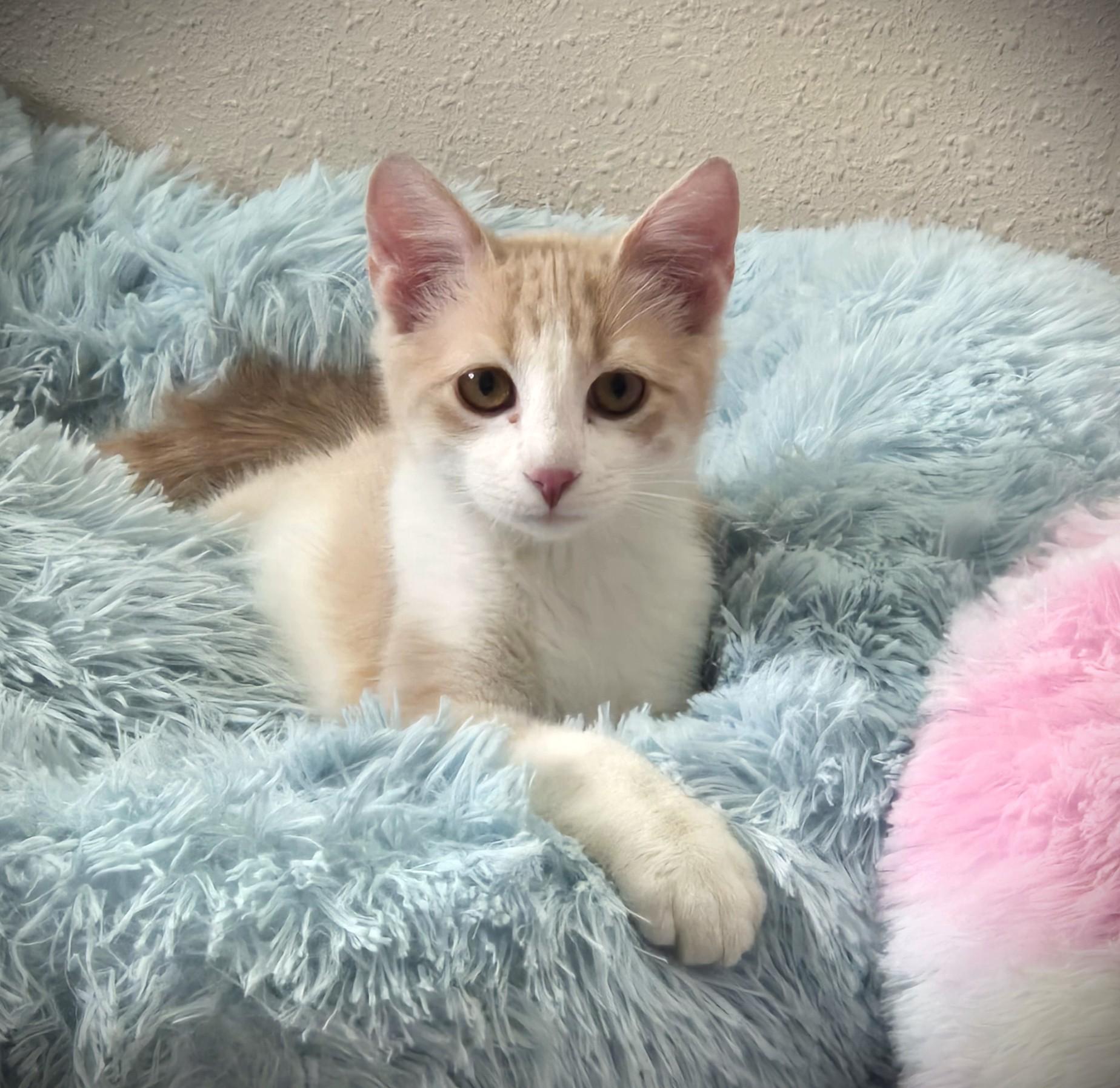 PEANUT, adoptable, Kitten Male American Shorthair.