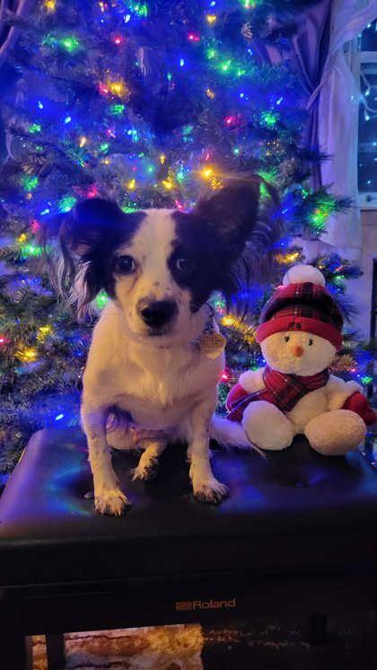 Enlarge Lady (In Foster Home), a ADOPTABLE mixed breed in Tinley Park, IL image 4/4