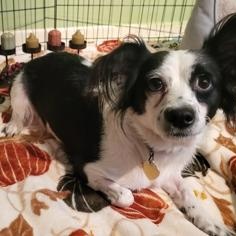 Enlarge Lady (In Foster Home), a ADOPTABLE mixed breed in Tinley Park, IL image 3/4