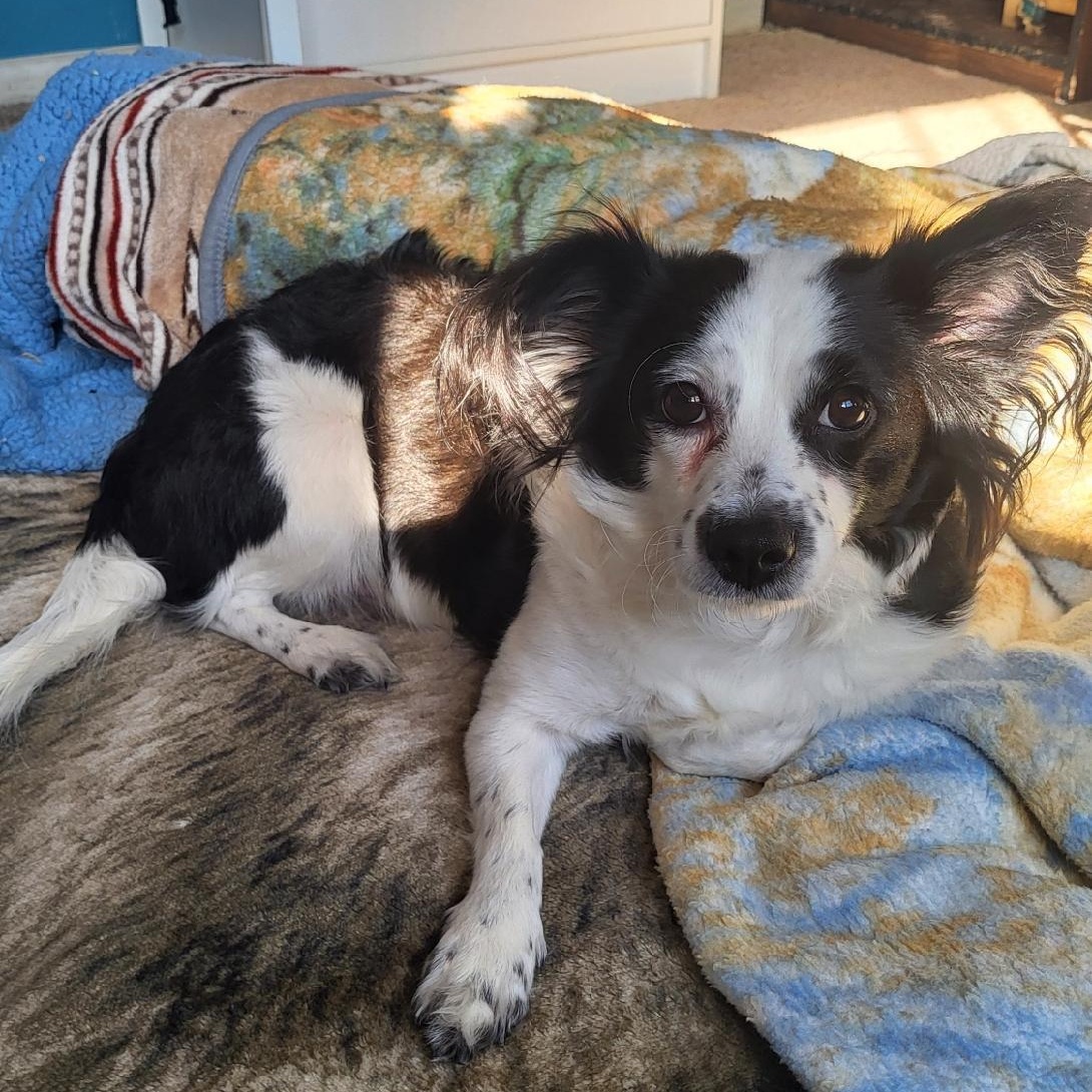 Lady (In Foster Home), ADOPTABLE, Young Female Papillon.