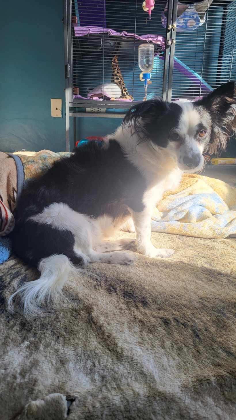 Enlarge Lady (In Foster Home), a ADOPTABLE mixed breed in Tinley Park, IL image 2/4