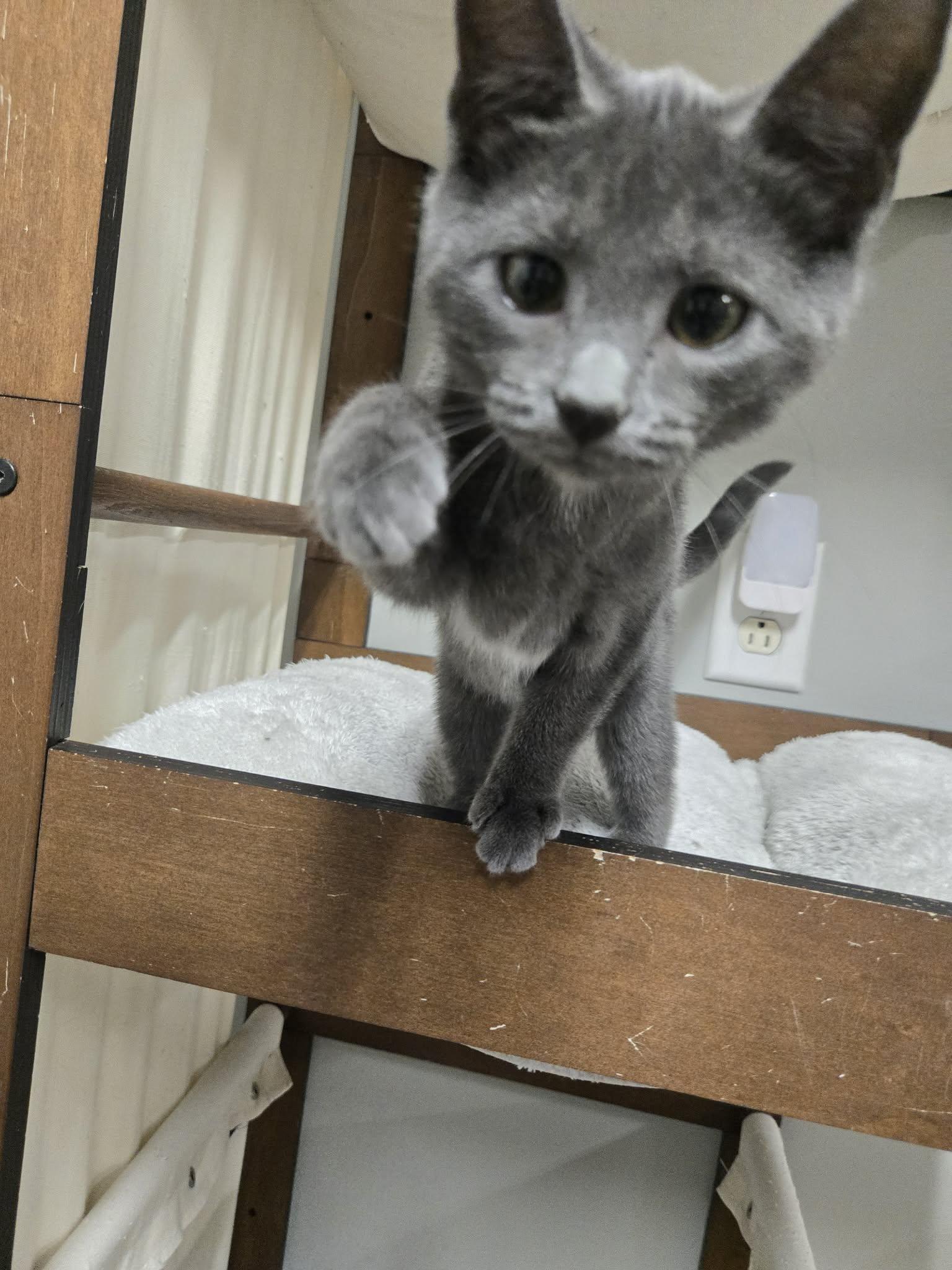 Enlarge Always, a Adoptable Domestic Short Hair in Richmond, KY image 3/6