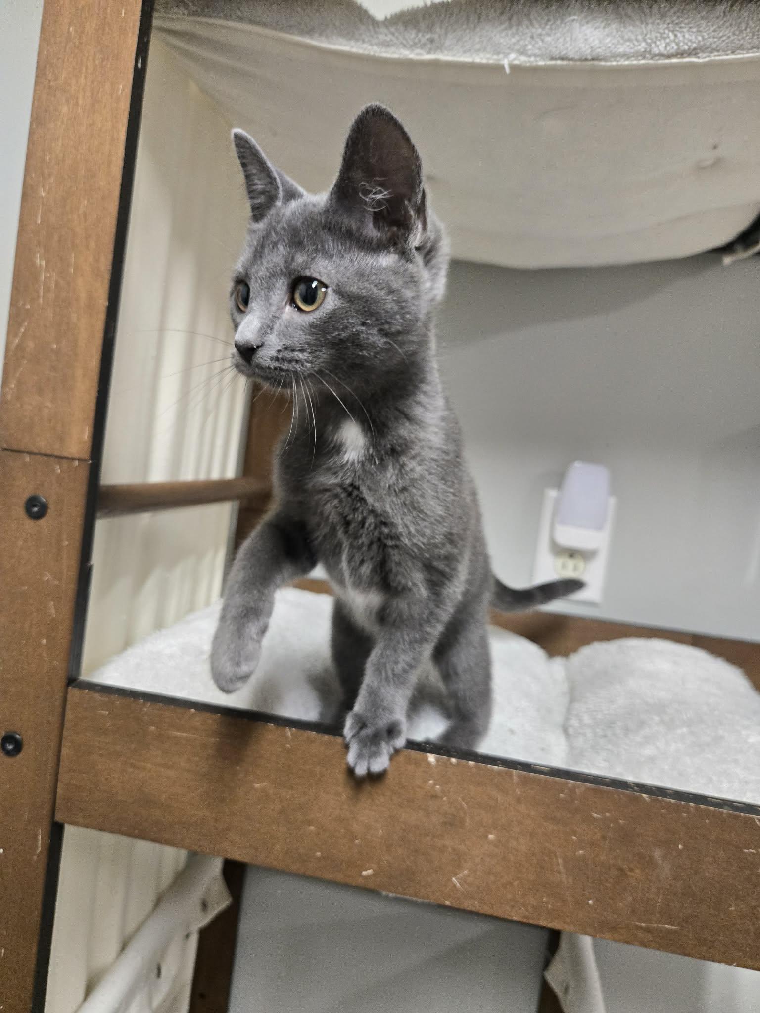 Enlarge Always, a Adoptable Domestic Short Hair in Richmond, KY image 6/6