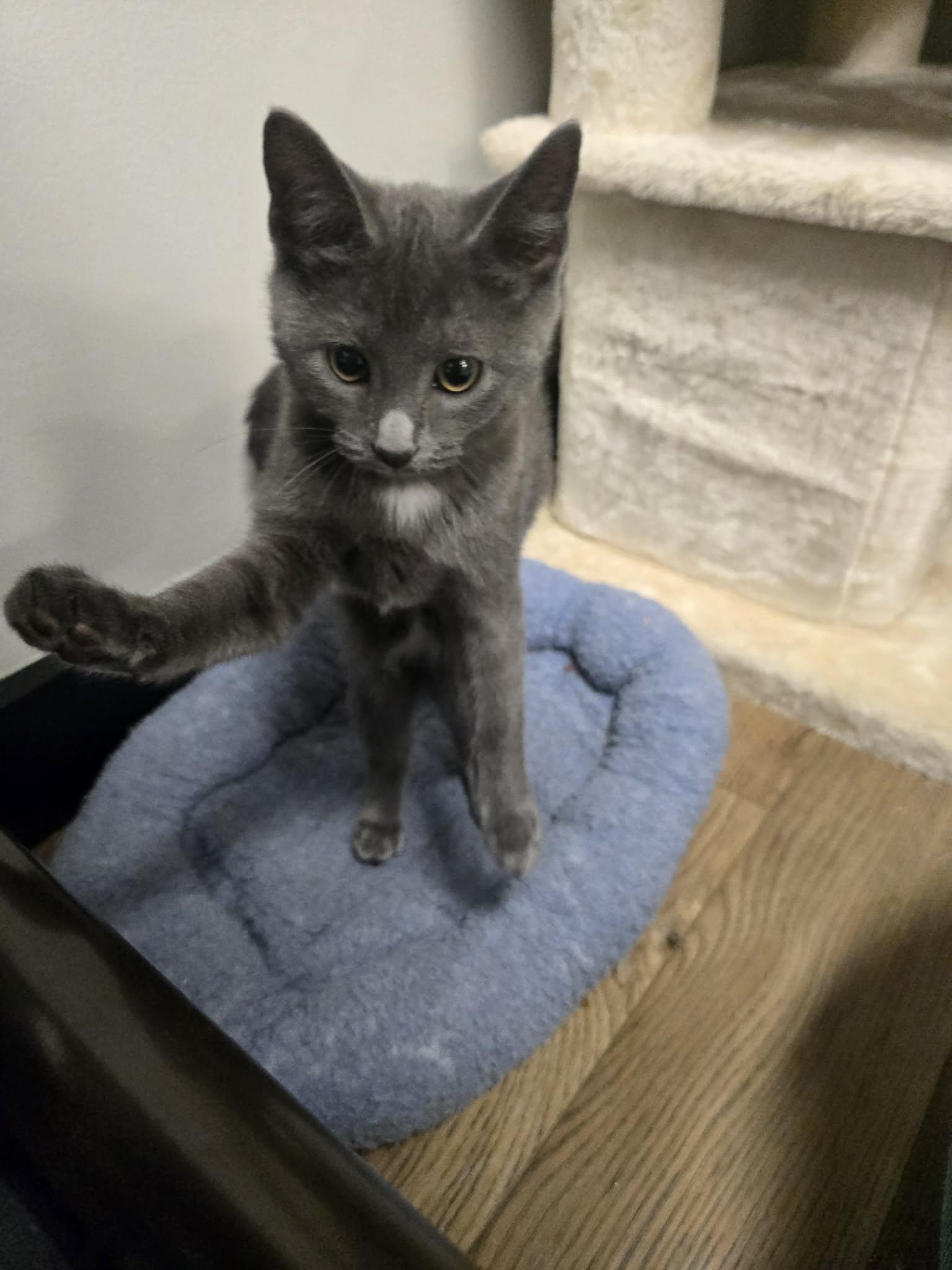 Enlarge Always, a Adoptable Domestic Short Hair in Richmond, KY image 4/6