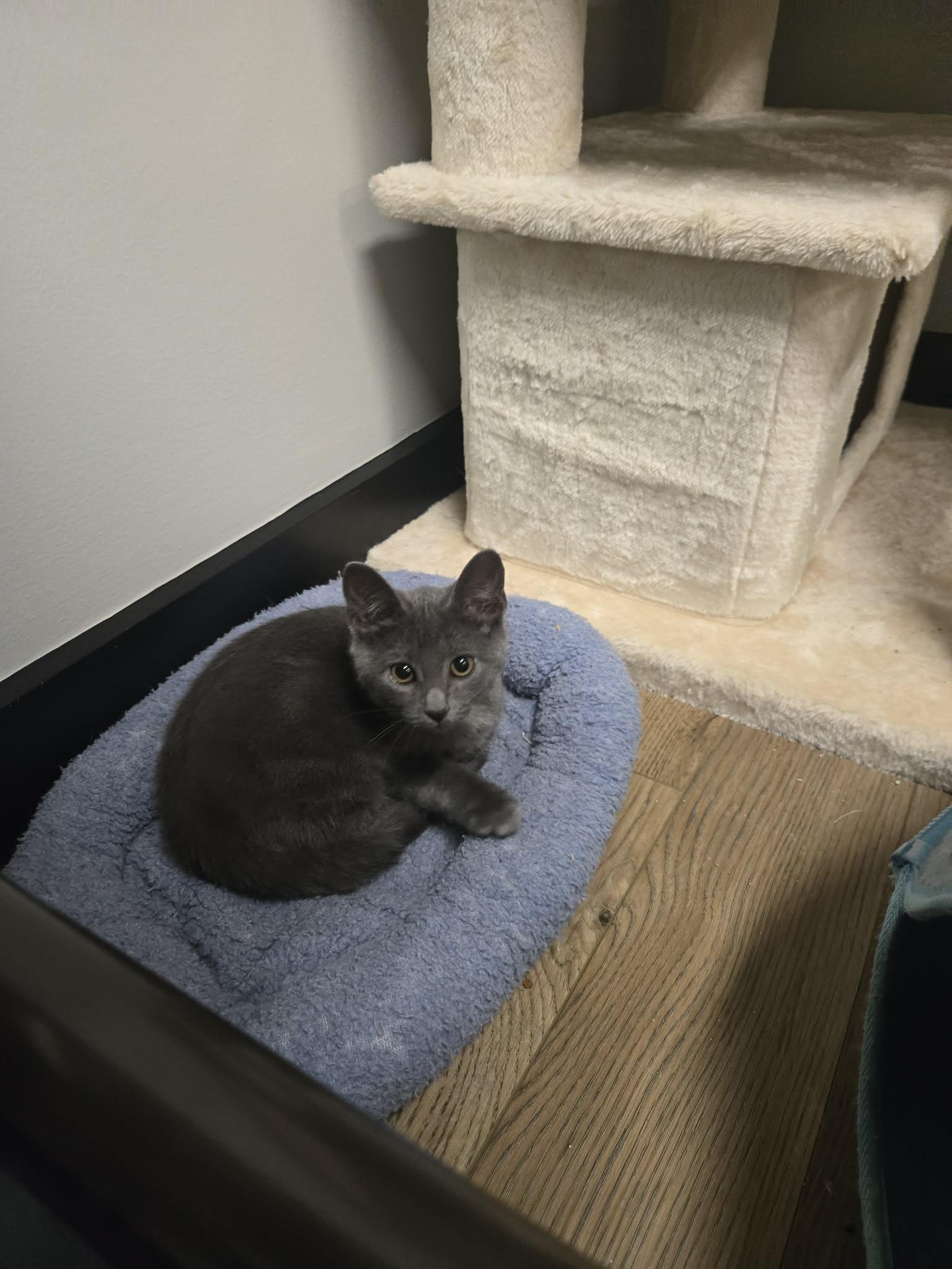 Always, Adoptable, Young Female Domestic Short Hair.
