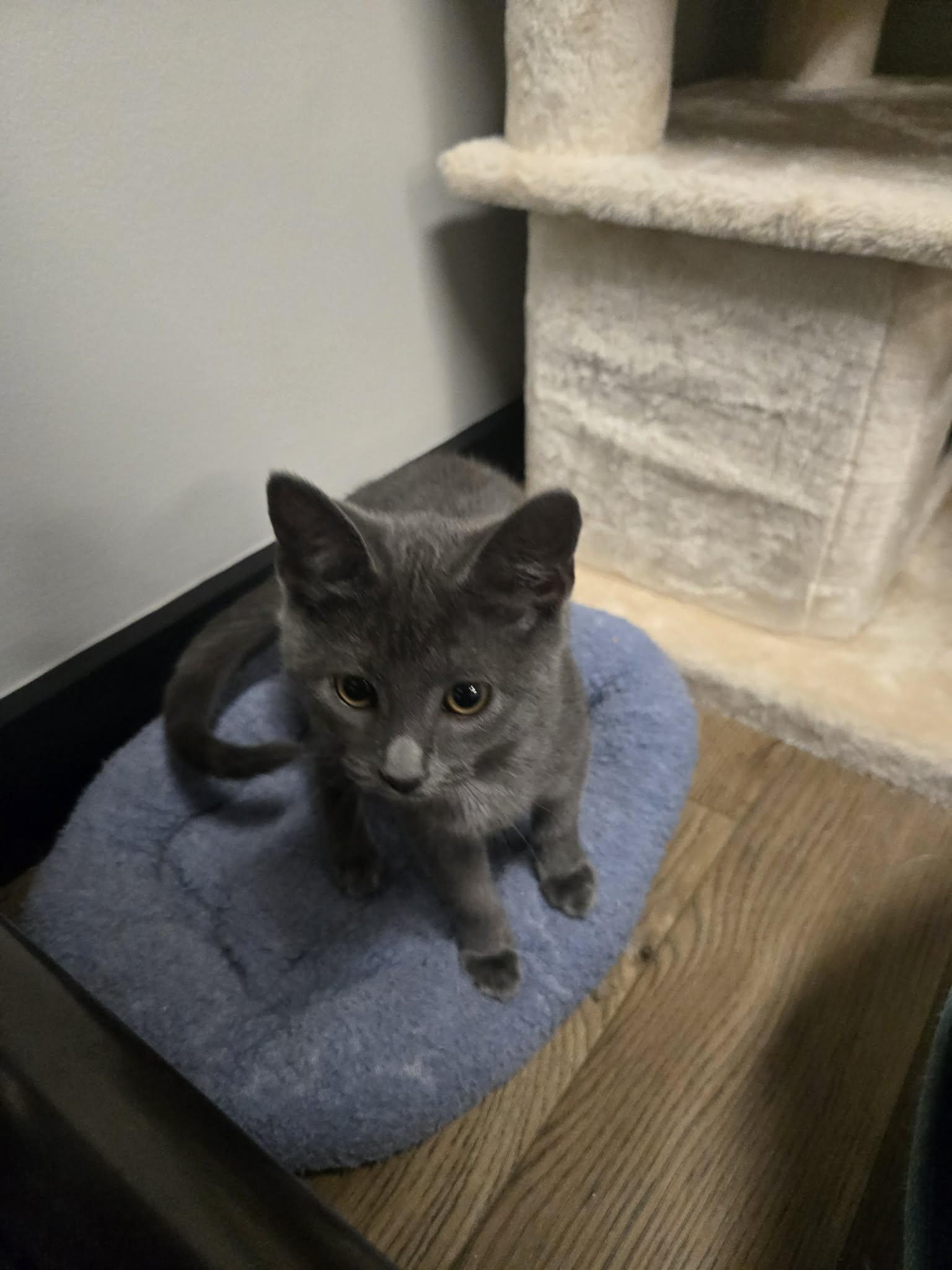 Enlarge Always, a Adoptable Domestic Short Hair in Richmond, KY image 5/6