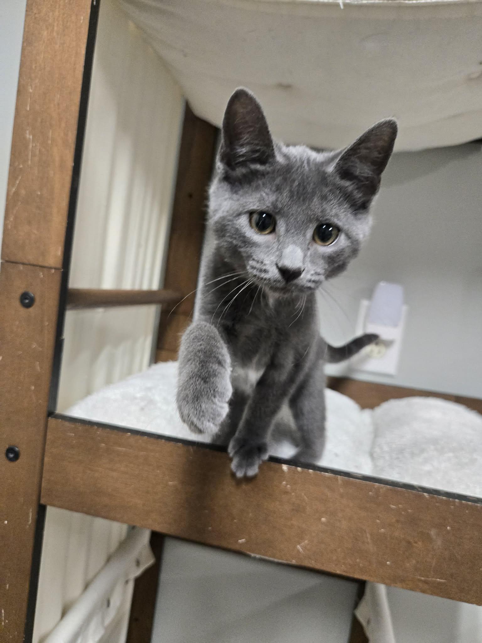 Enlarge Always, a Adoptable Domestic Short Hair in Richmond, KY image 2/6