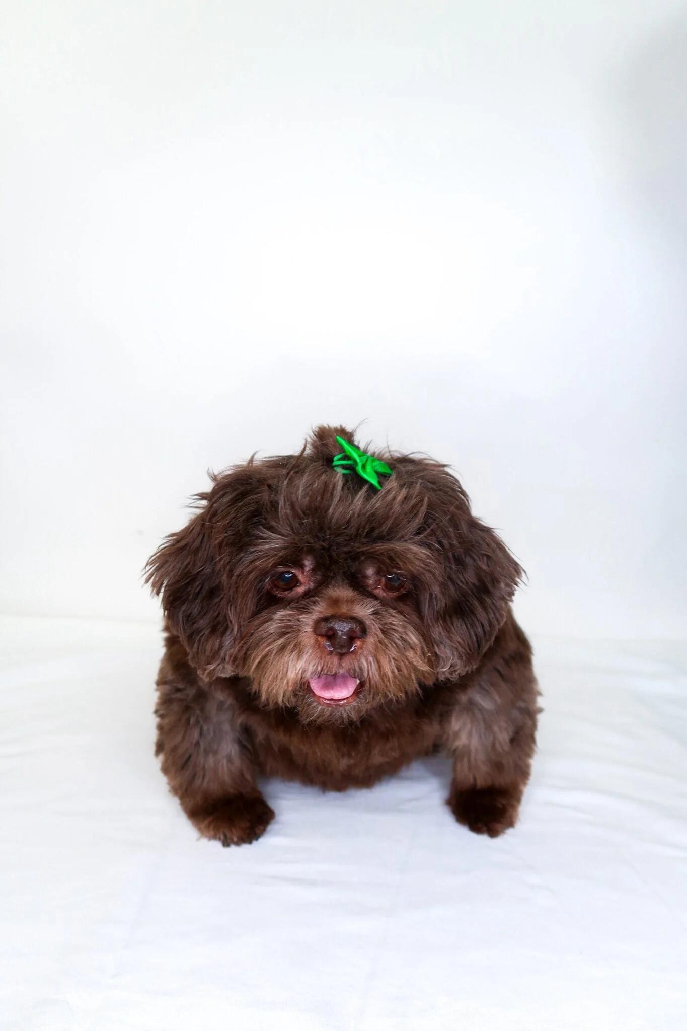 Miso & Dumpling, an adopted Shih Tzu in Bixby, OK image 1/4