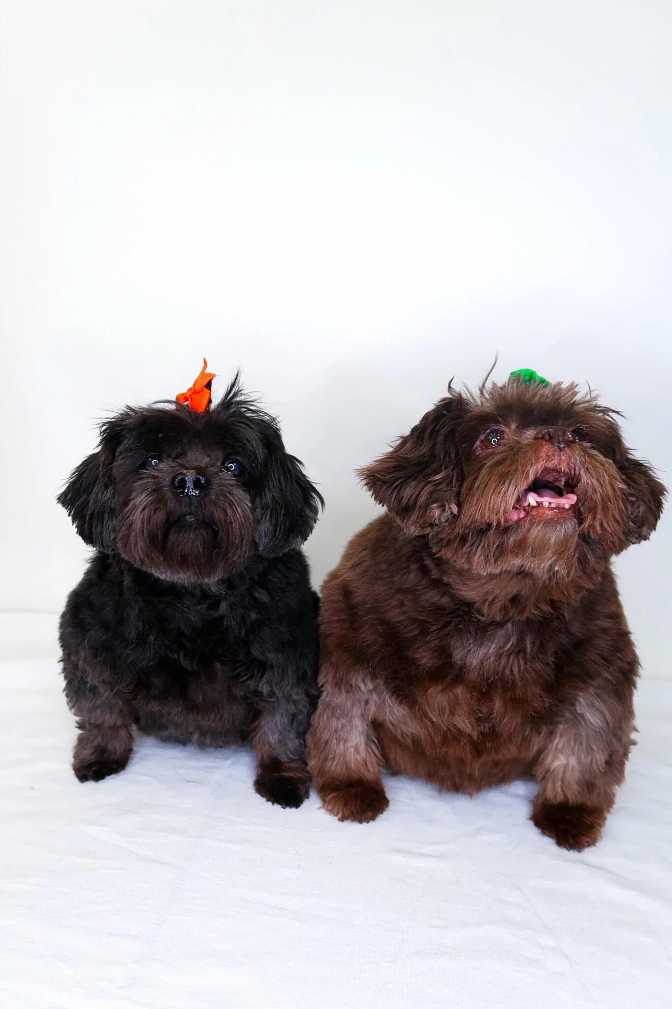 Miso & Dumpling, an adopted Shih Tzu in Bixby, OK image 3/4