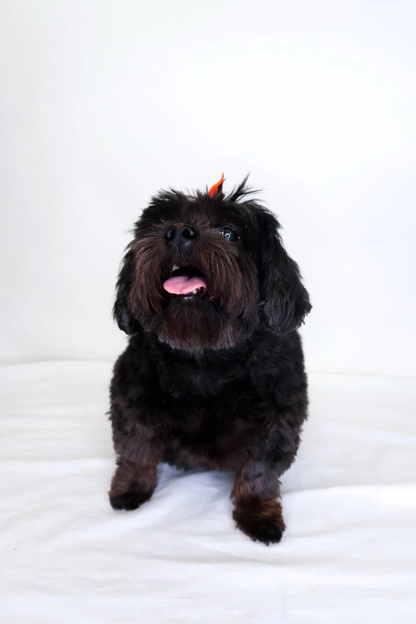 Miso & Dumpling, an adopted Shih Tzu in Bixby, OK image 4/4