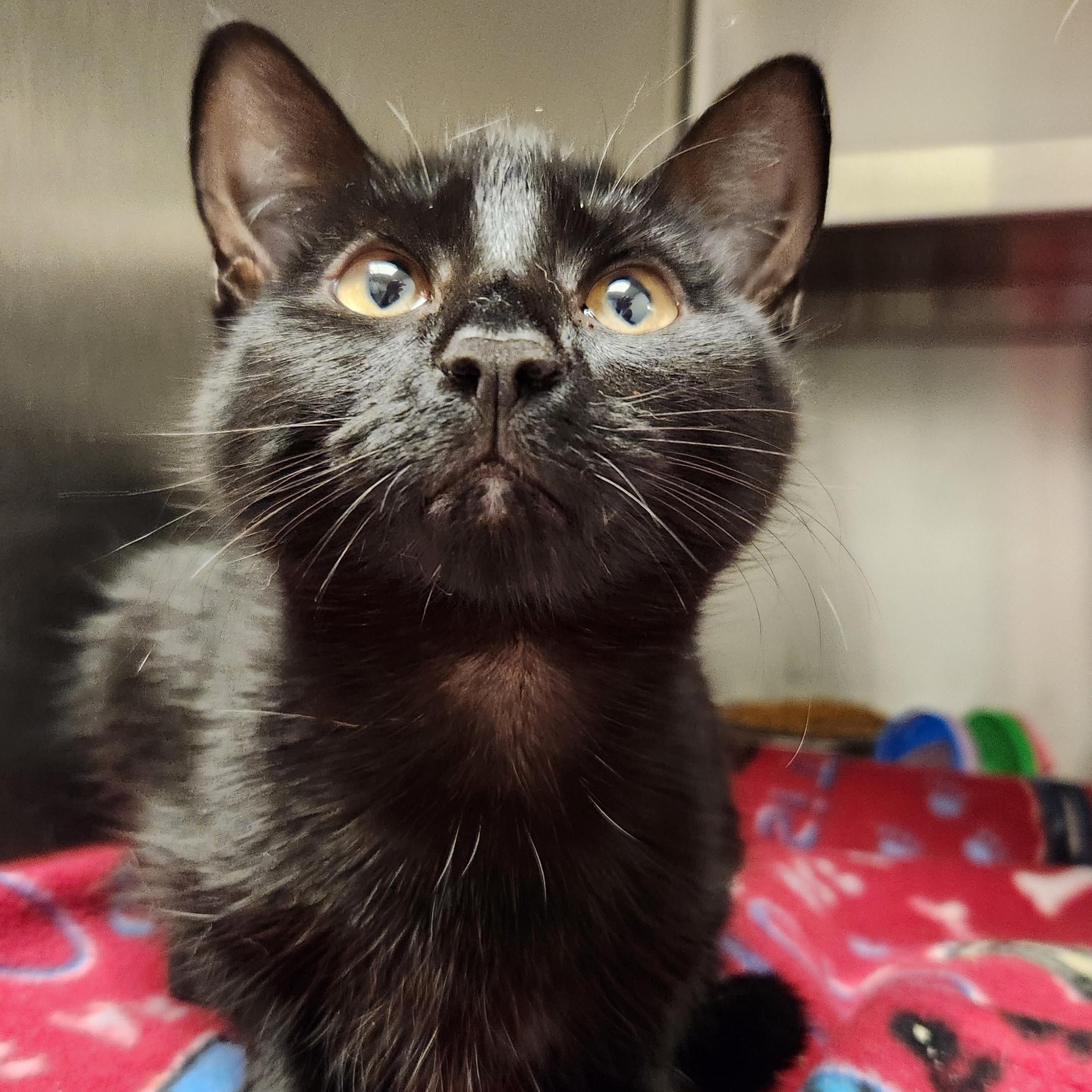 Machu, a ADOPTABLE Domestic Short Hair in Liberty, MO image 2/5