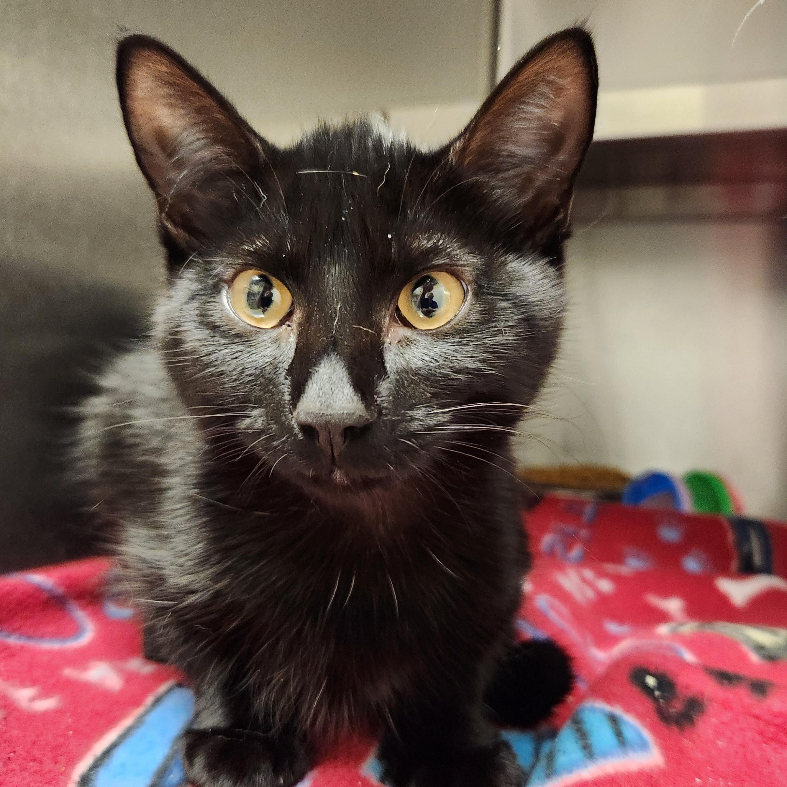 Machu, ADOPTABLE, Kitten Female Domestic Short Hair.
