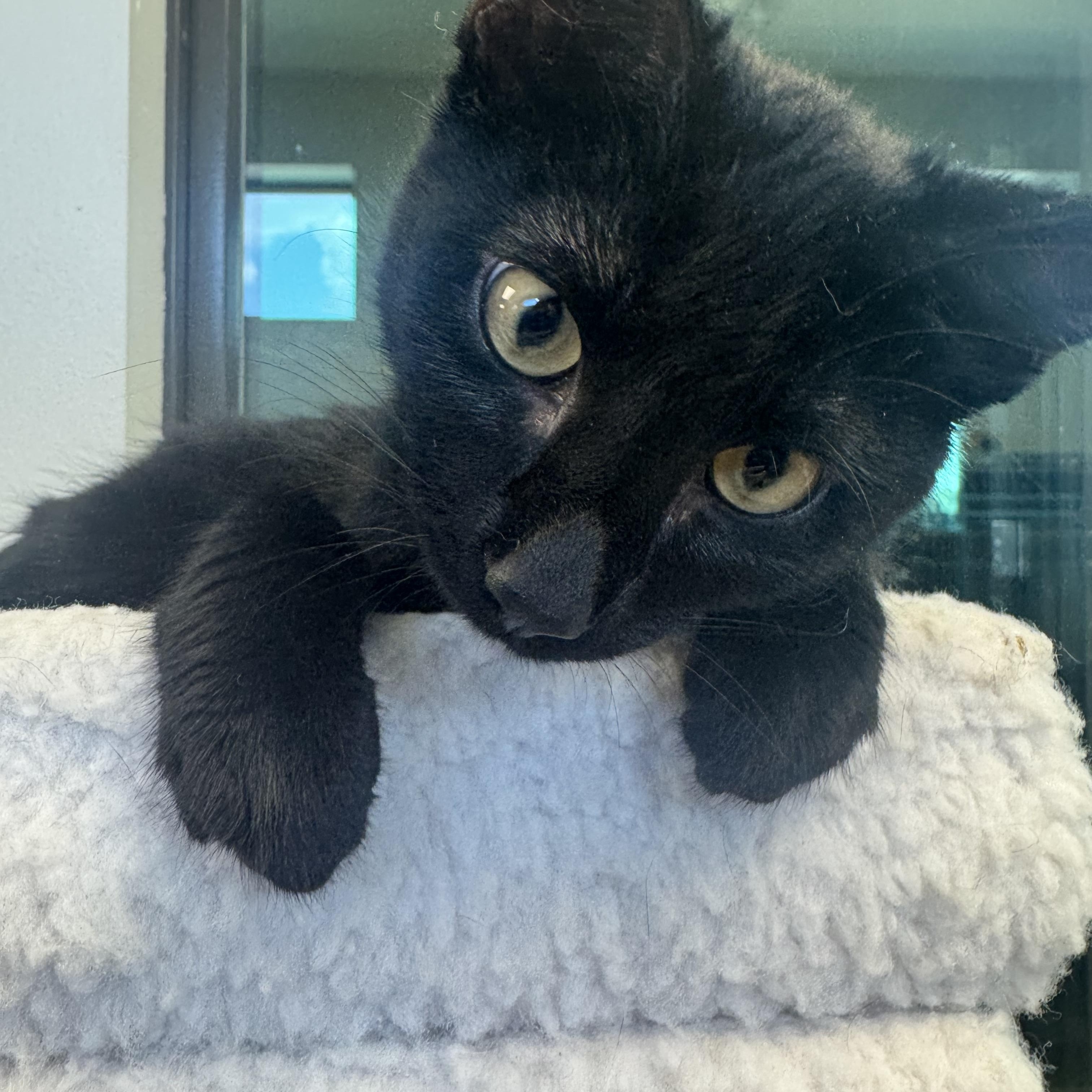 Machu, ADOPTABLE, Kitten Female Domestic Short Hair.