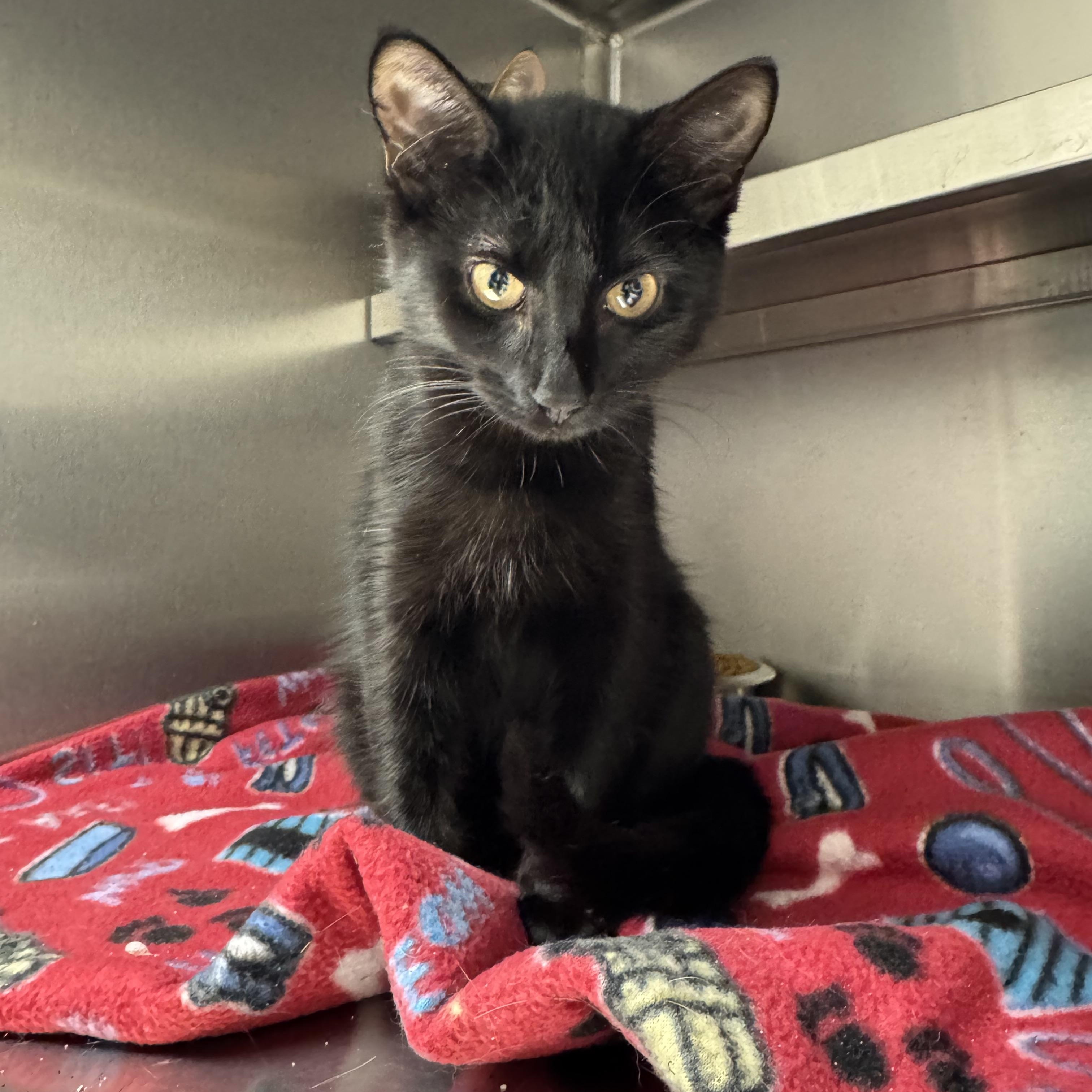 Machu, a ADOPTABLE Domestic Short Hair in Liberty, MO image 4/5