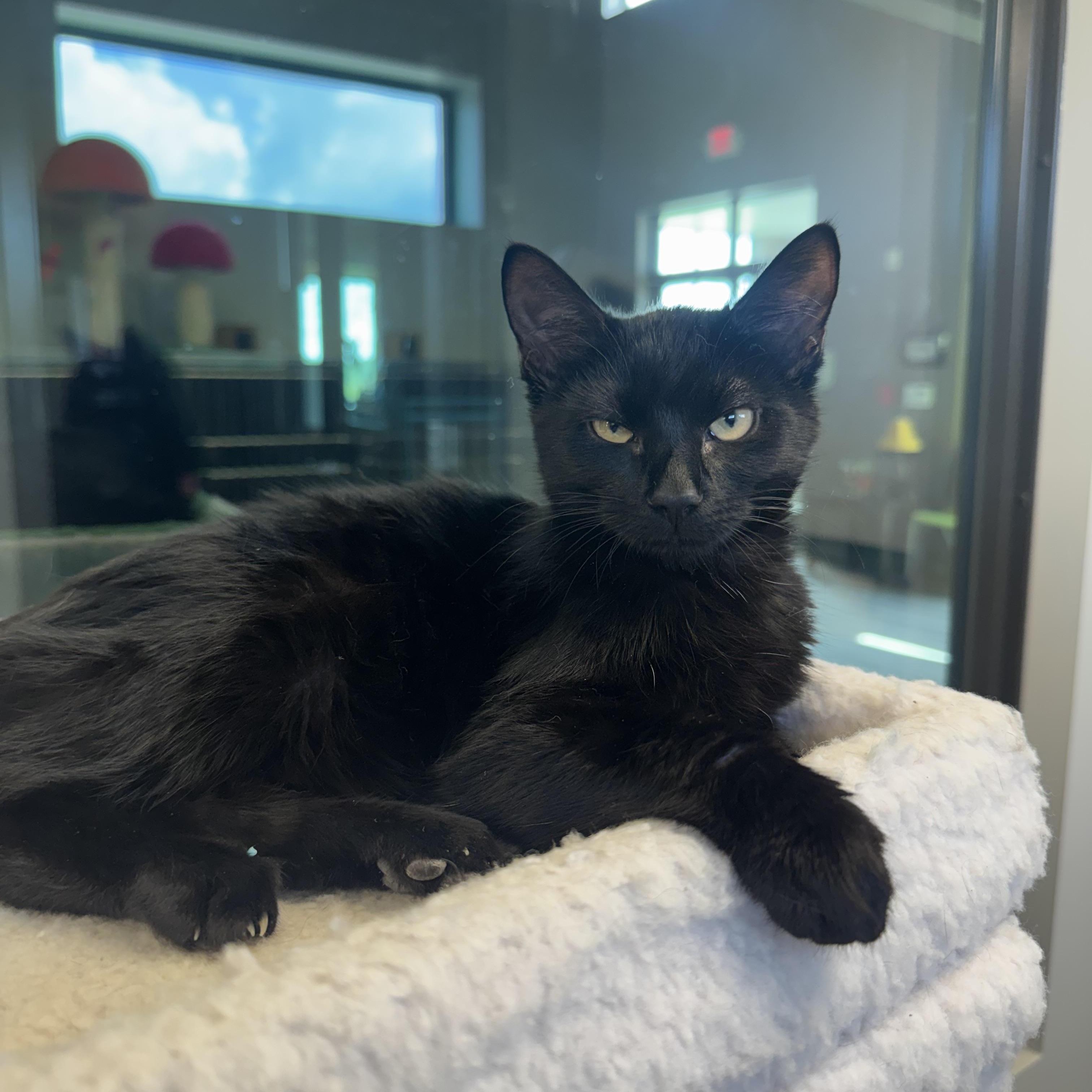 Machu, a ADOPTABLE Domestic Short Hair in Liberty, MO image 3/5