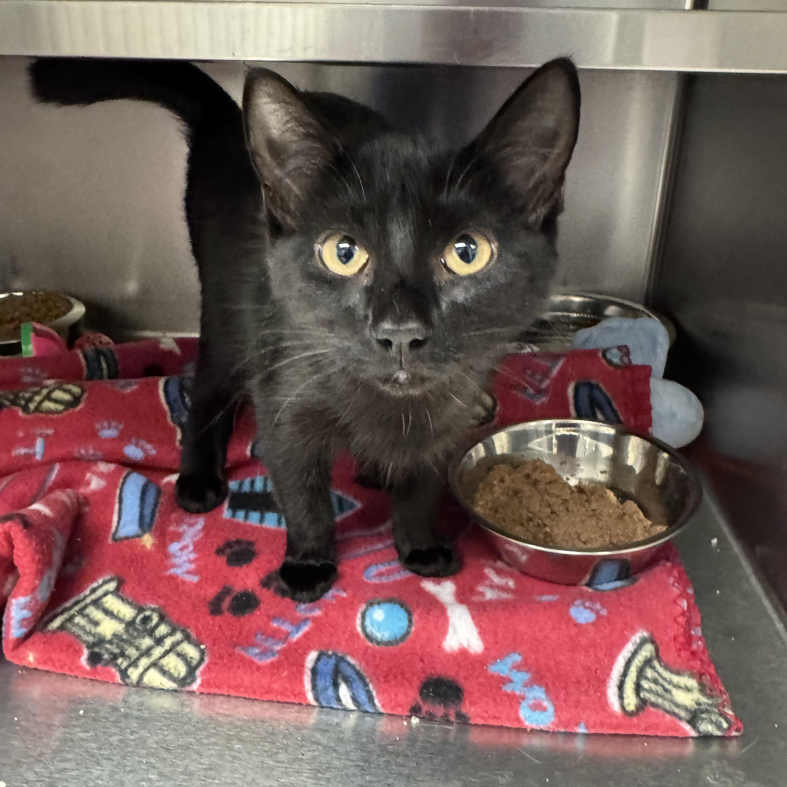 Machu, a ADOPTABLE Domestic Short Hair in Liberty, MO image 5/5