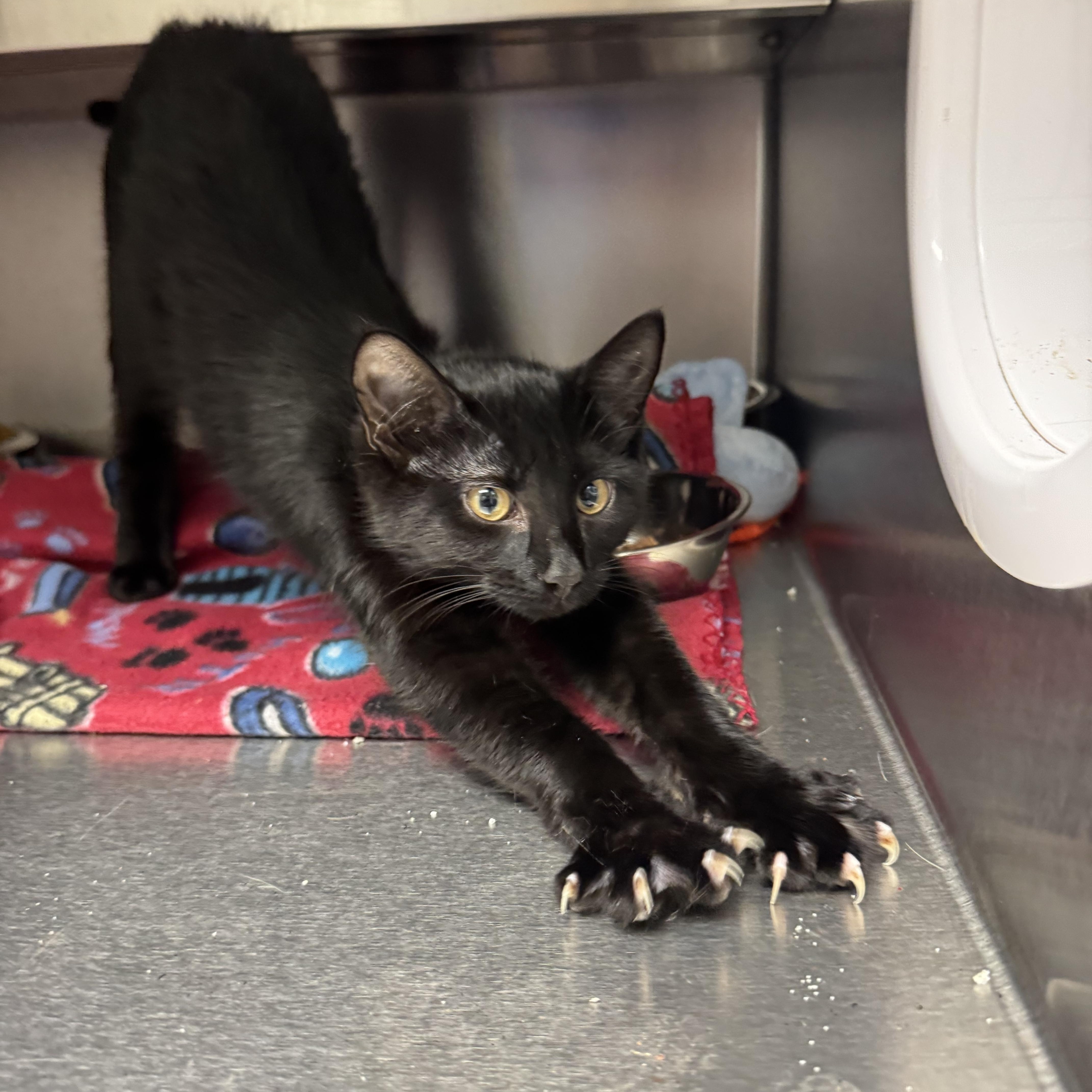 Machu, a ADOPTABLE Domestic Short Hair in Liberty, MO image 3/5