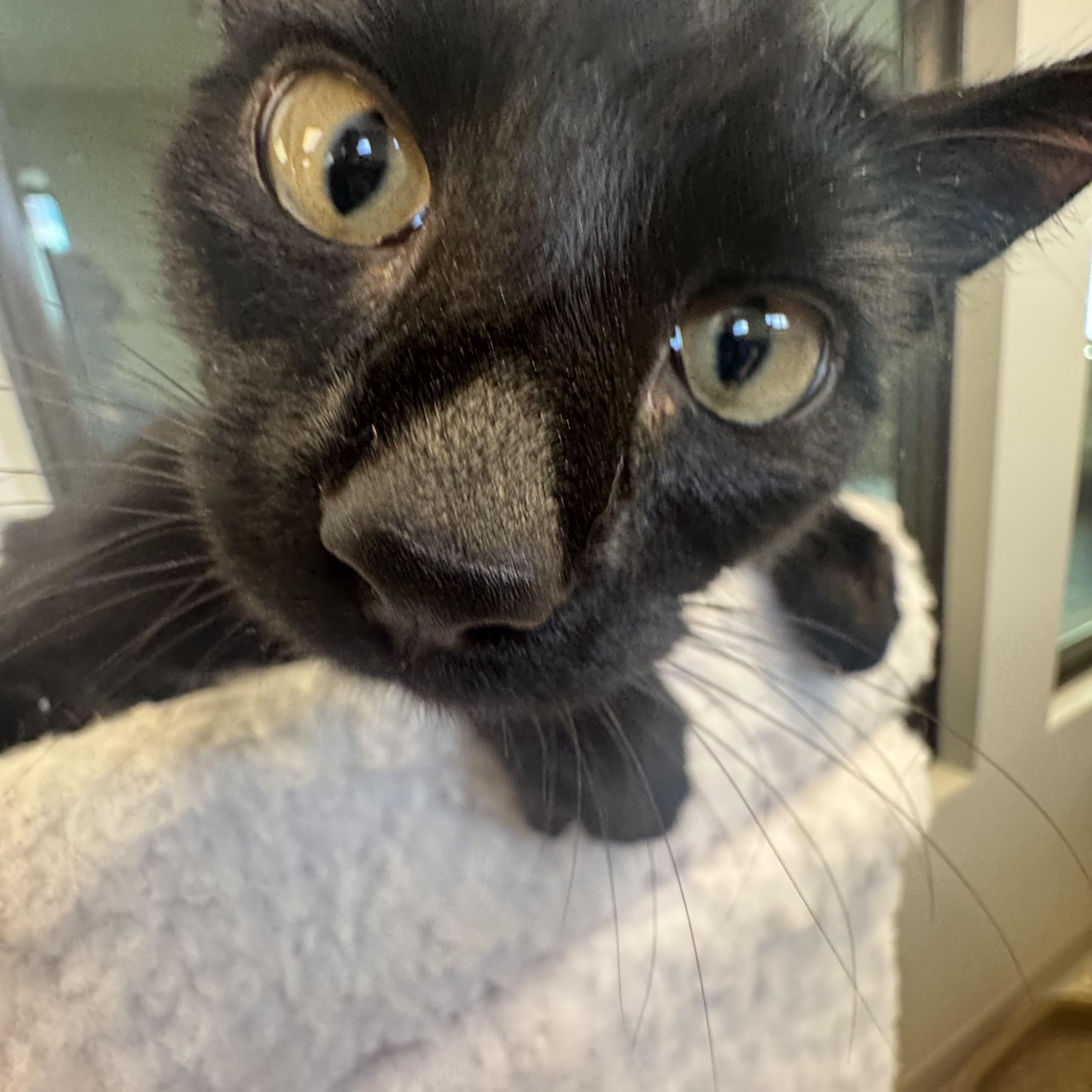 Machu, a ADOPTABLE Domestic Short Hair in Liberty, MO image 4/5