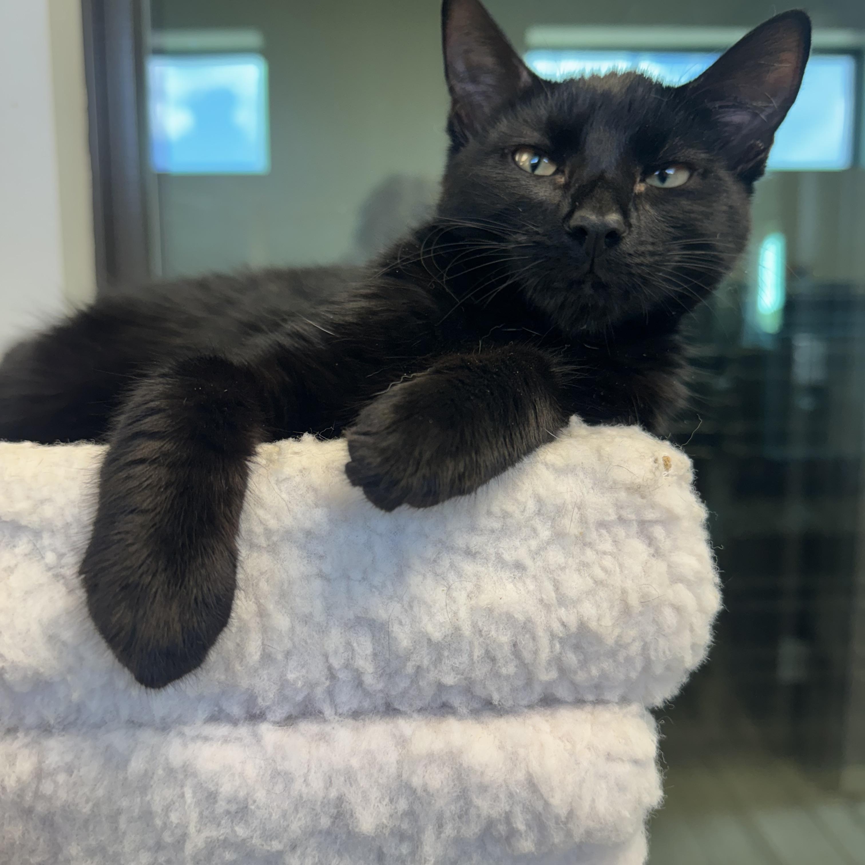Machu, a ADOPTABLE Domestic Short Hair in Liberty, MO image 2/5