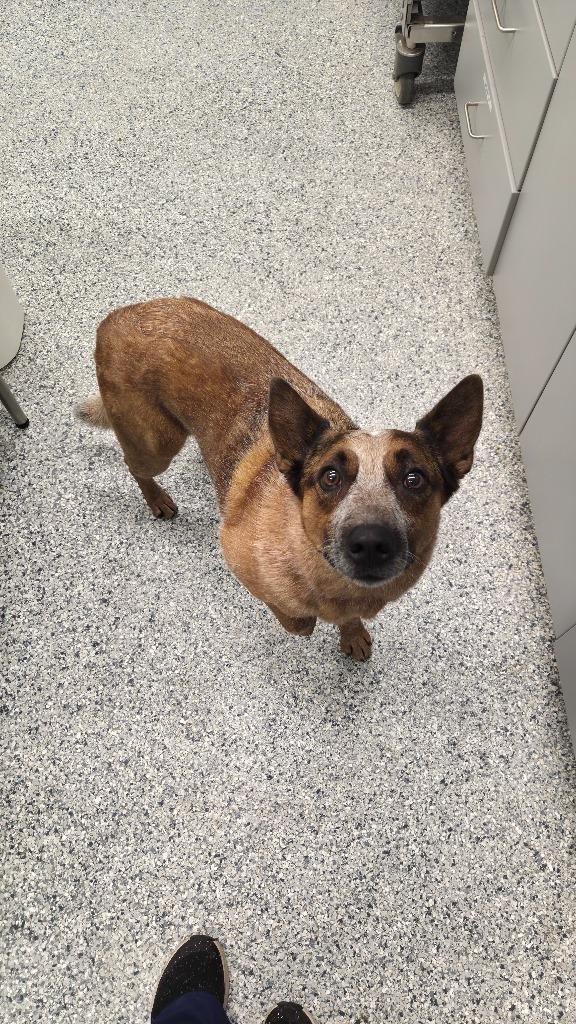 Bingo, Adoptable, Adult Male Terrier & Hound.