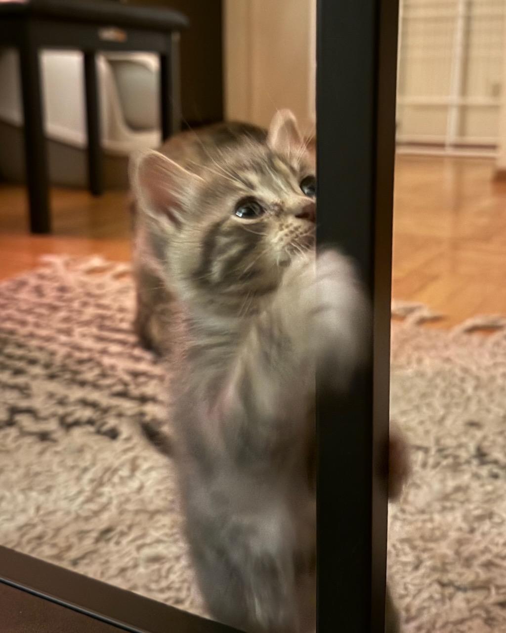 Doria, Adoptable, Kitten Female Domestic Short Hair.